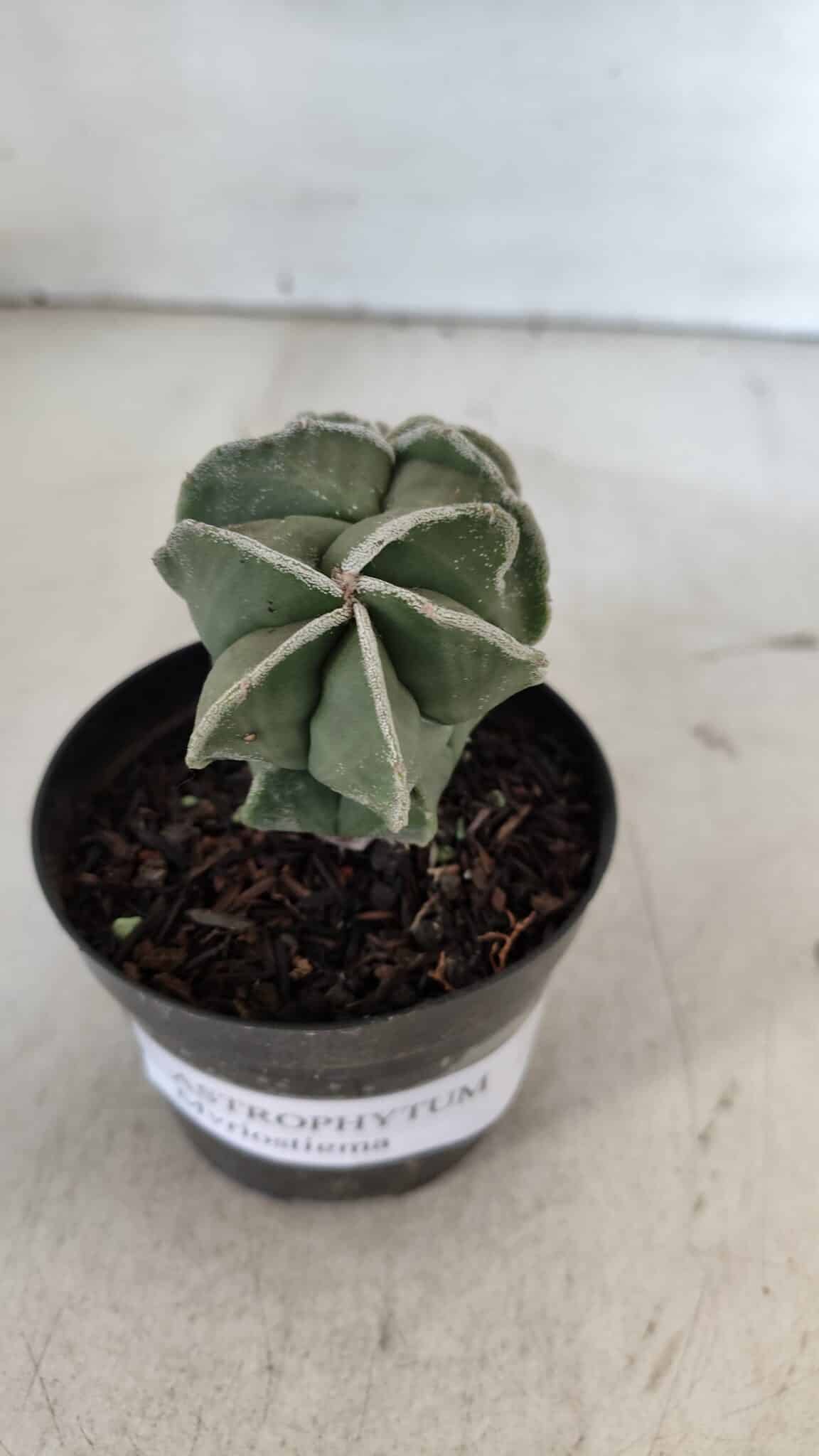 ASTROPHYTUM MYRIOSTIGMA Nº 997 – vaso 09