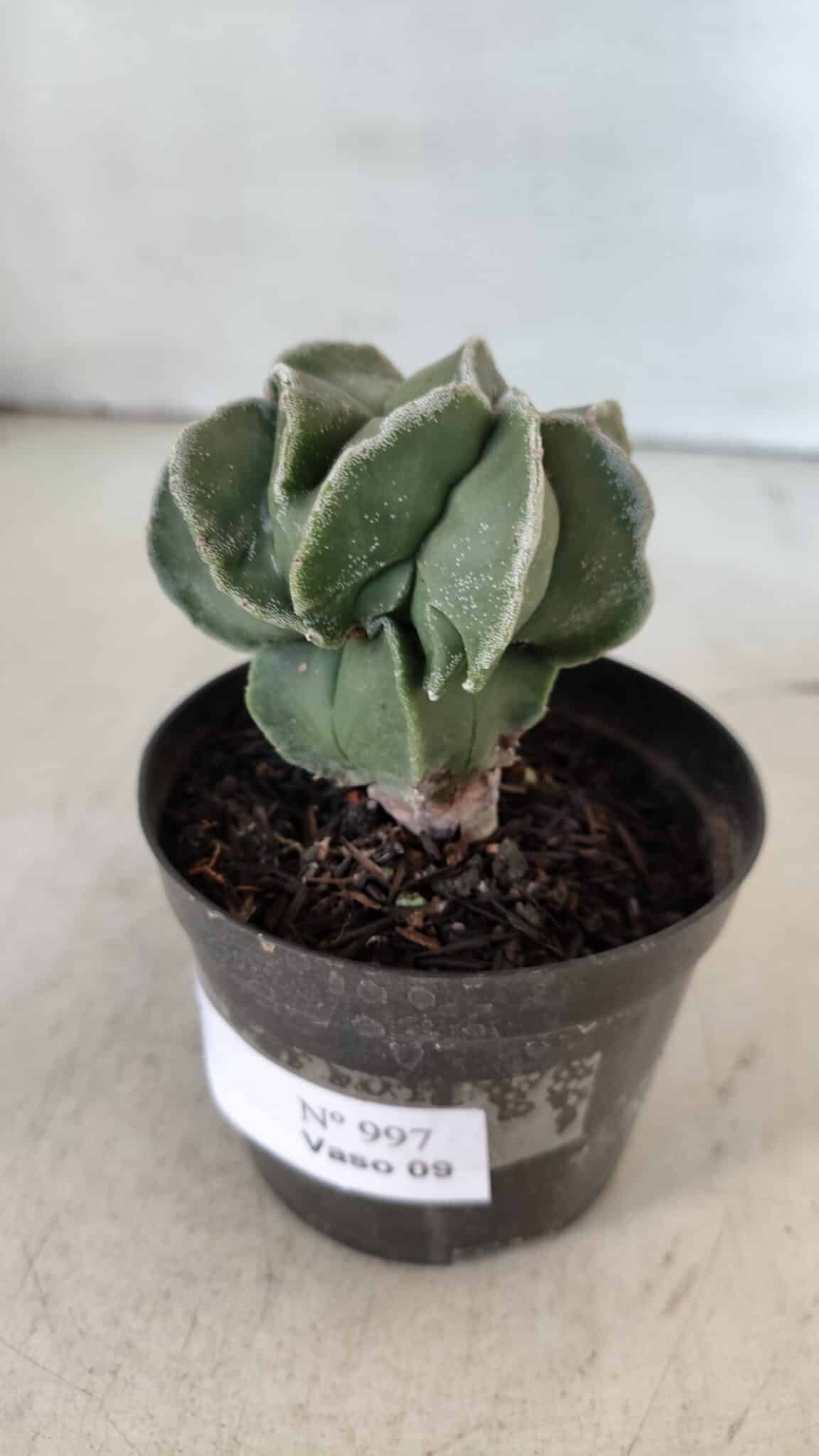 ASTROPHYTUM MYRIOSTIGMA Nº 997 – vaso 09