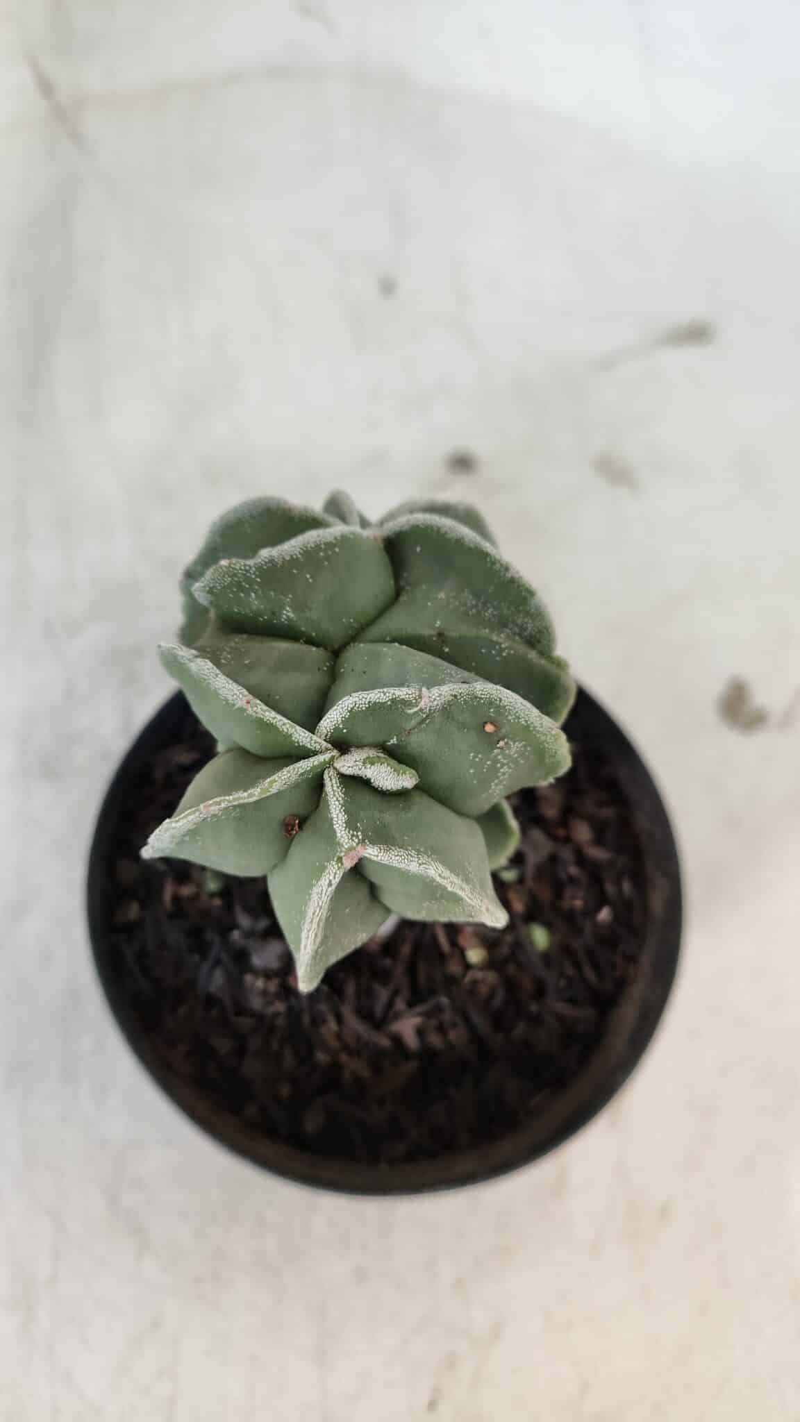 ASTROPHYTUM MYRIOSTIGMA Nº 997 – vaso 09