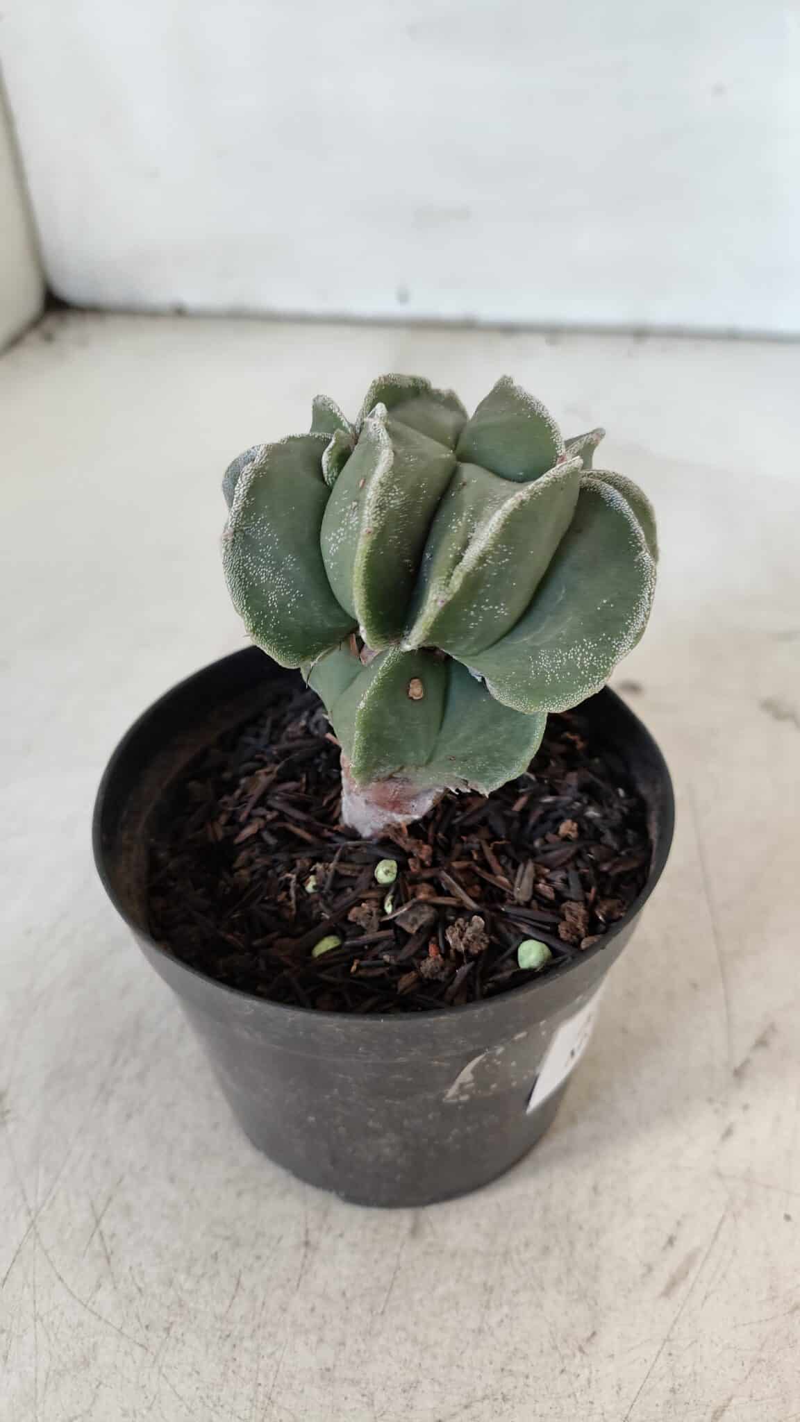 ASTROPHYTUM MYRIOSTIGMA Nº 997 – vaso 09