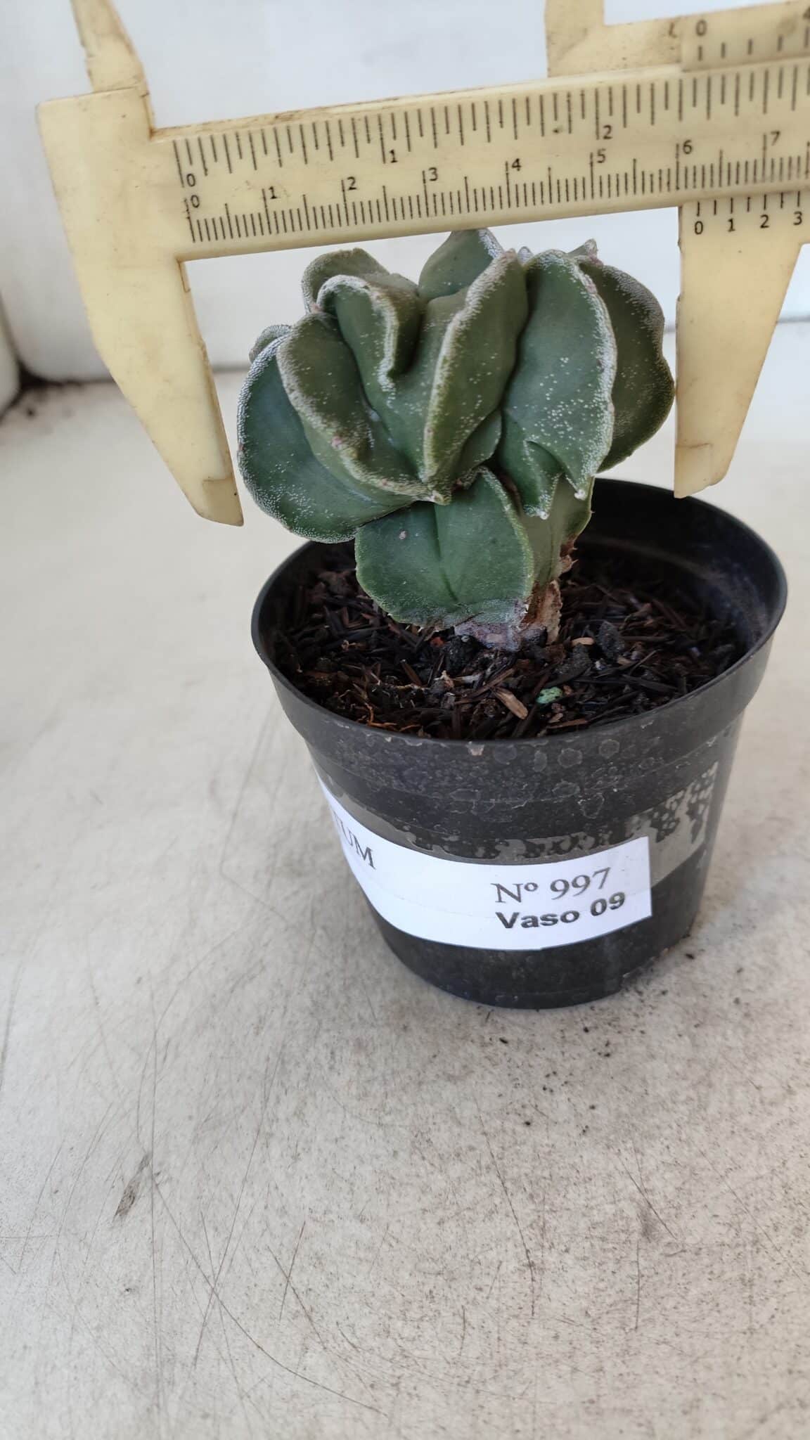 ASTROPHYTUM MYRIOSTIGMA Nº 997 – vaso 09