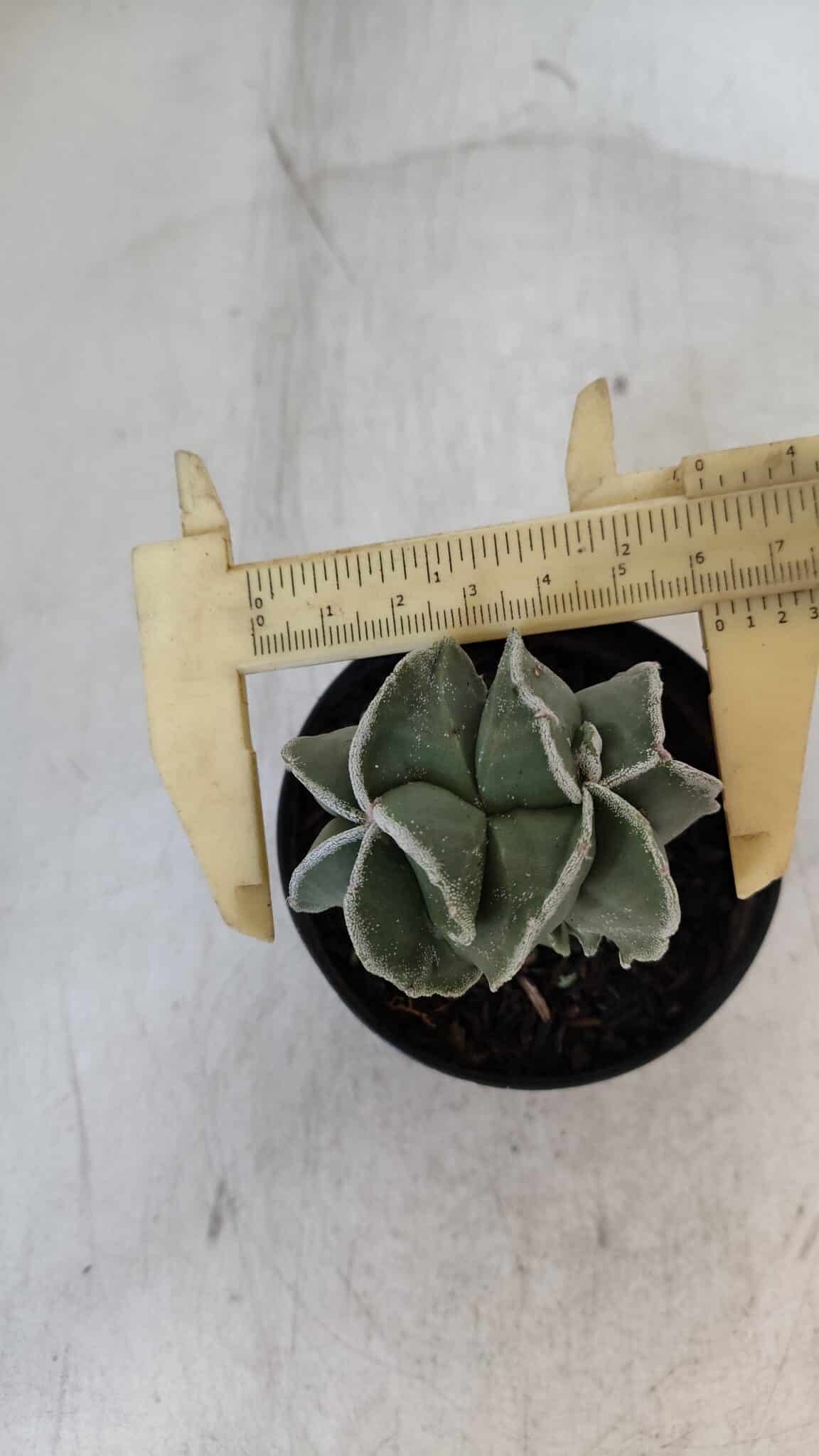 ASTROPHYTUM MYRIOSTIGMA Nº 997 – vaso 09