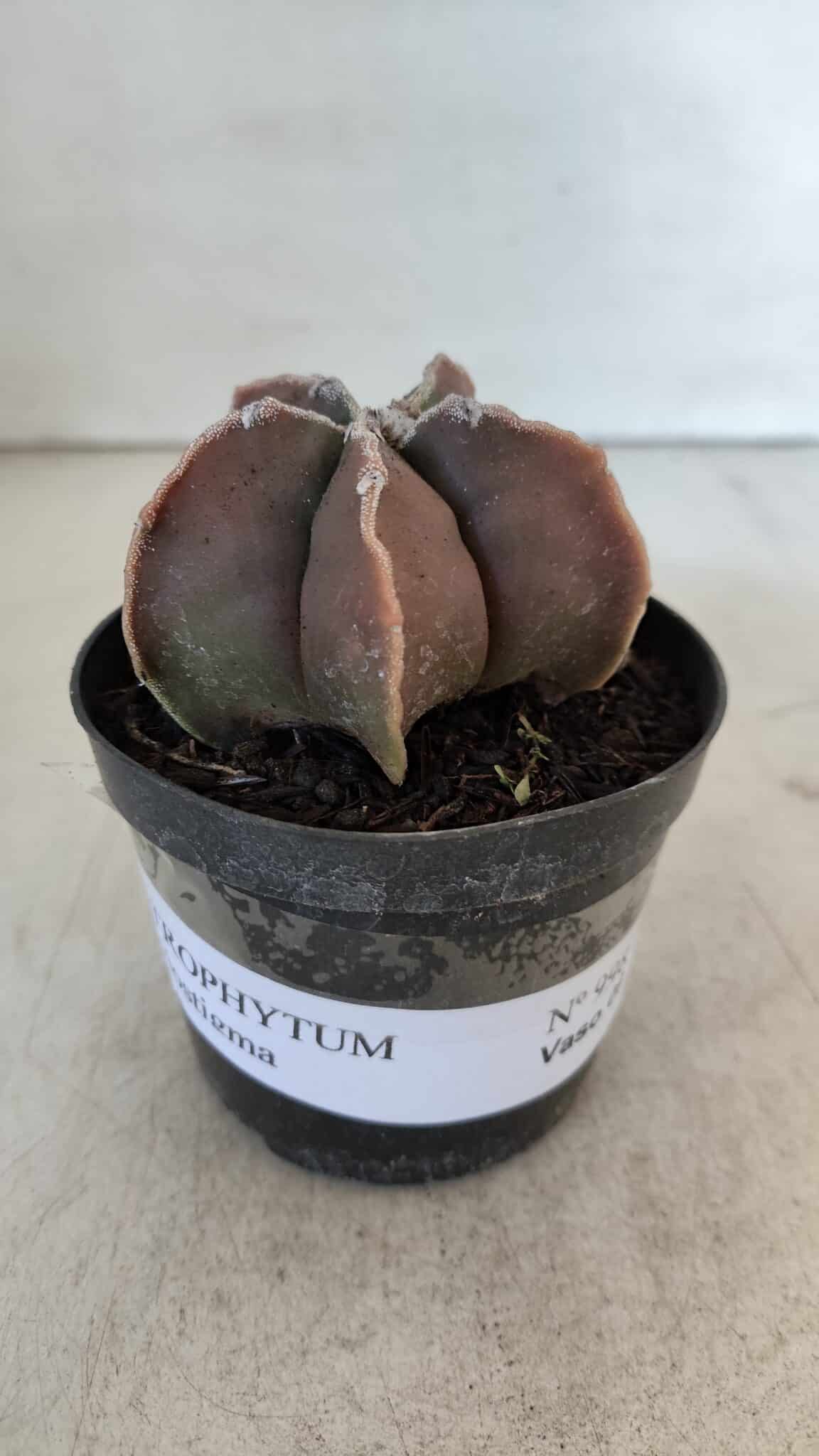 ASTROPHYTUM MYRIOSTIGMA Nº 998 – vaso 09