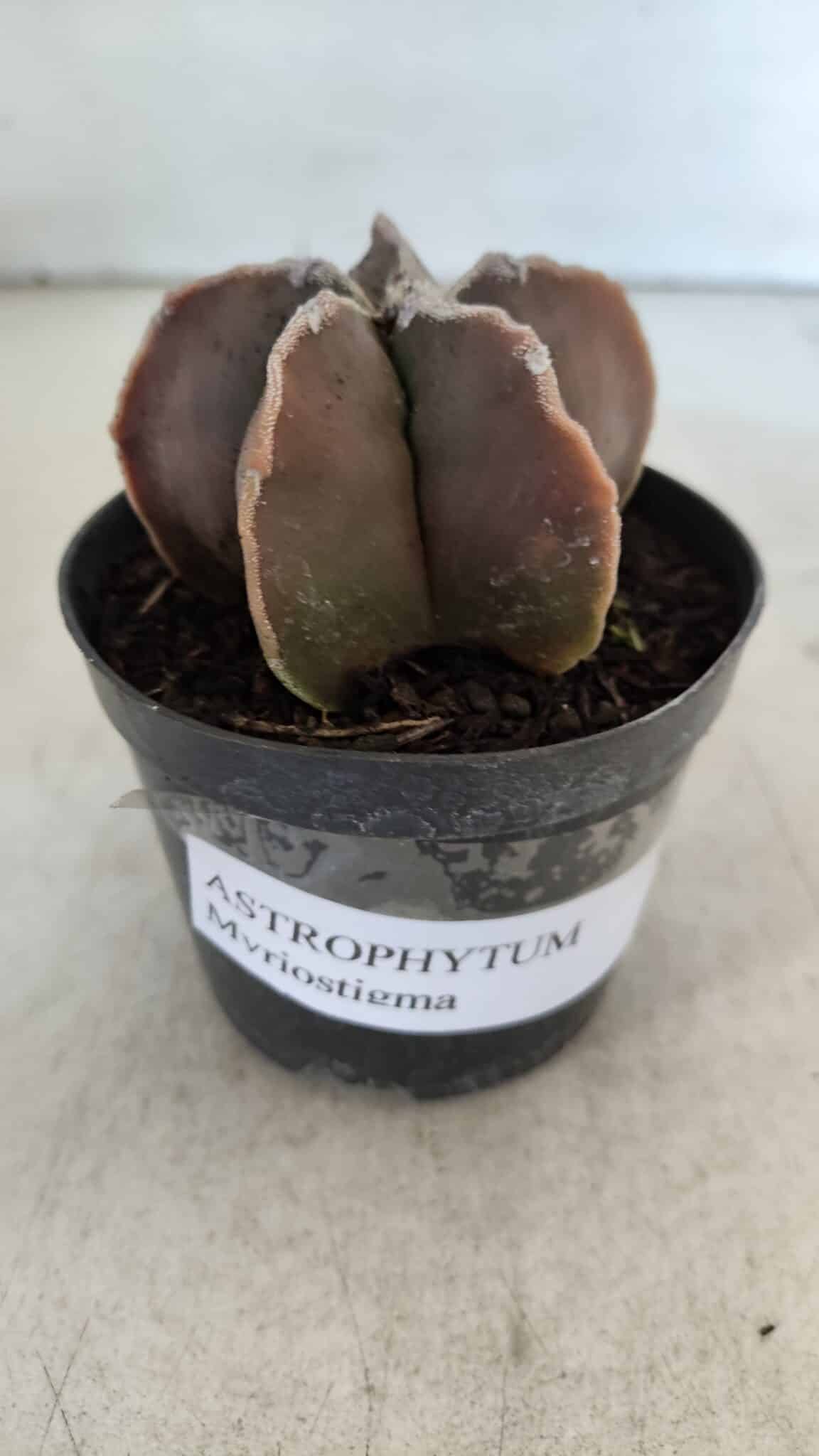 ASTROPHYTUM MYRIOSTIGMA Nº 998 – vaso 09