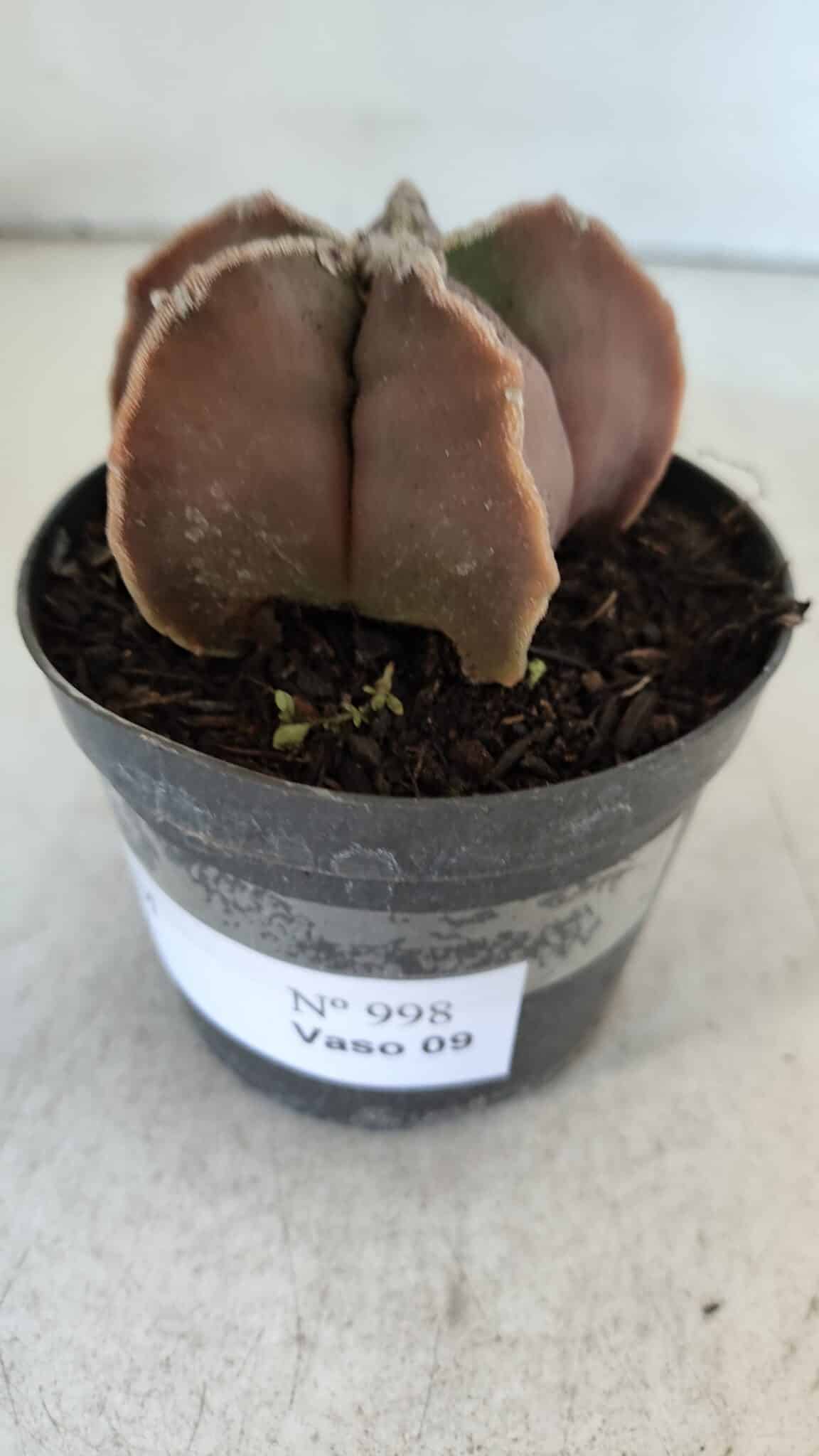 ASTROPHYTUM MYRIOSTIGMA Nº 998 – vaso 09