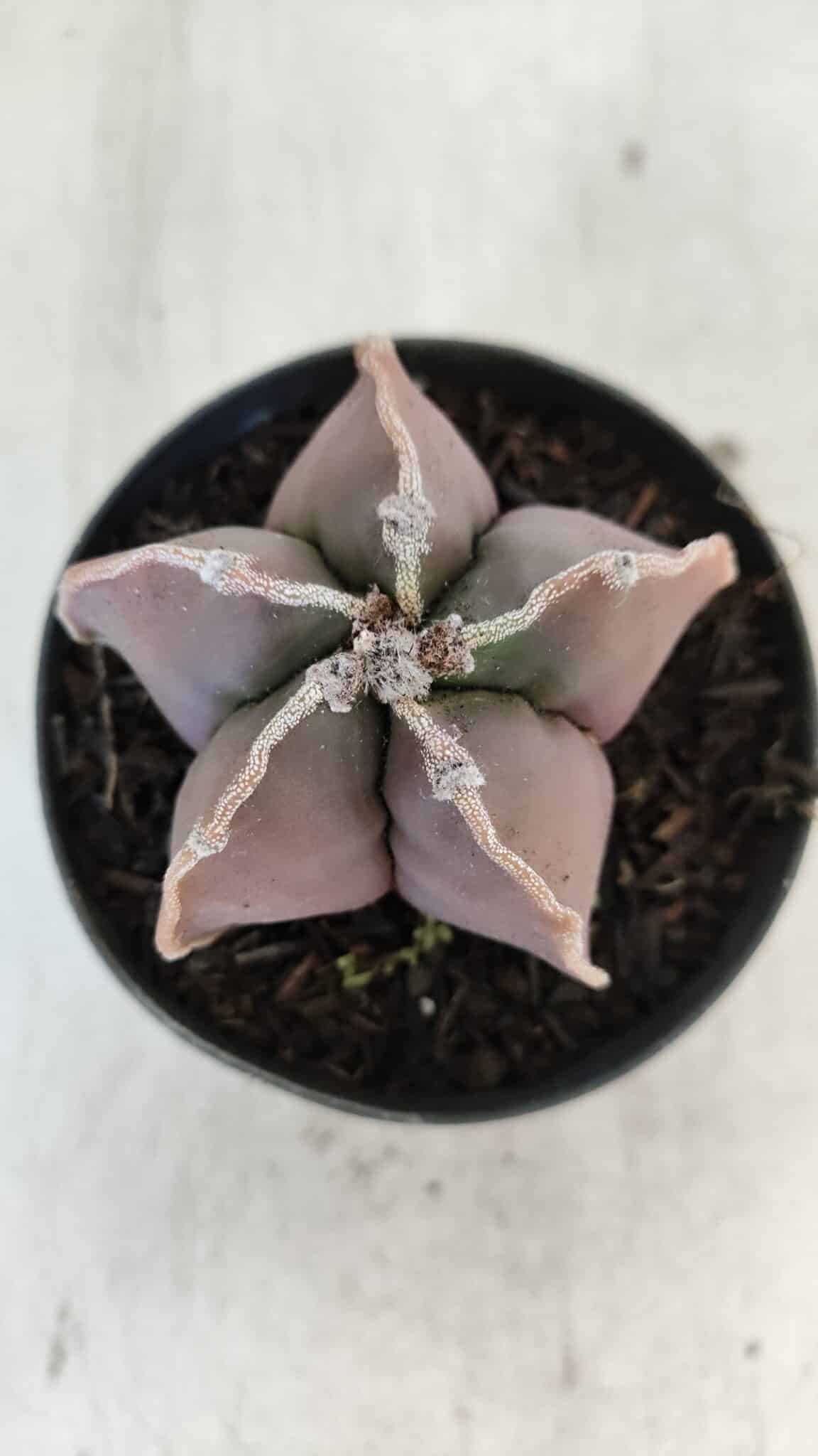 ASTROPHYTUM MYRIOSTIGMA Nº 998 – vaso 09
