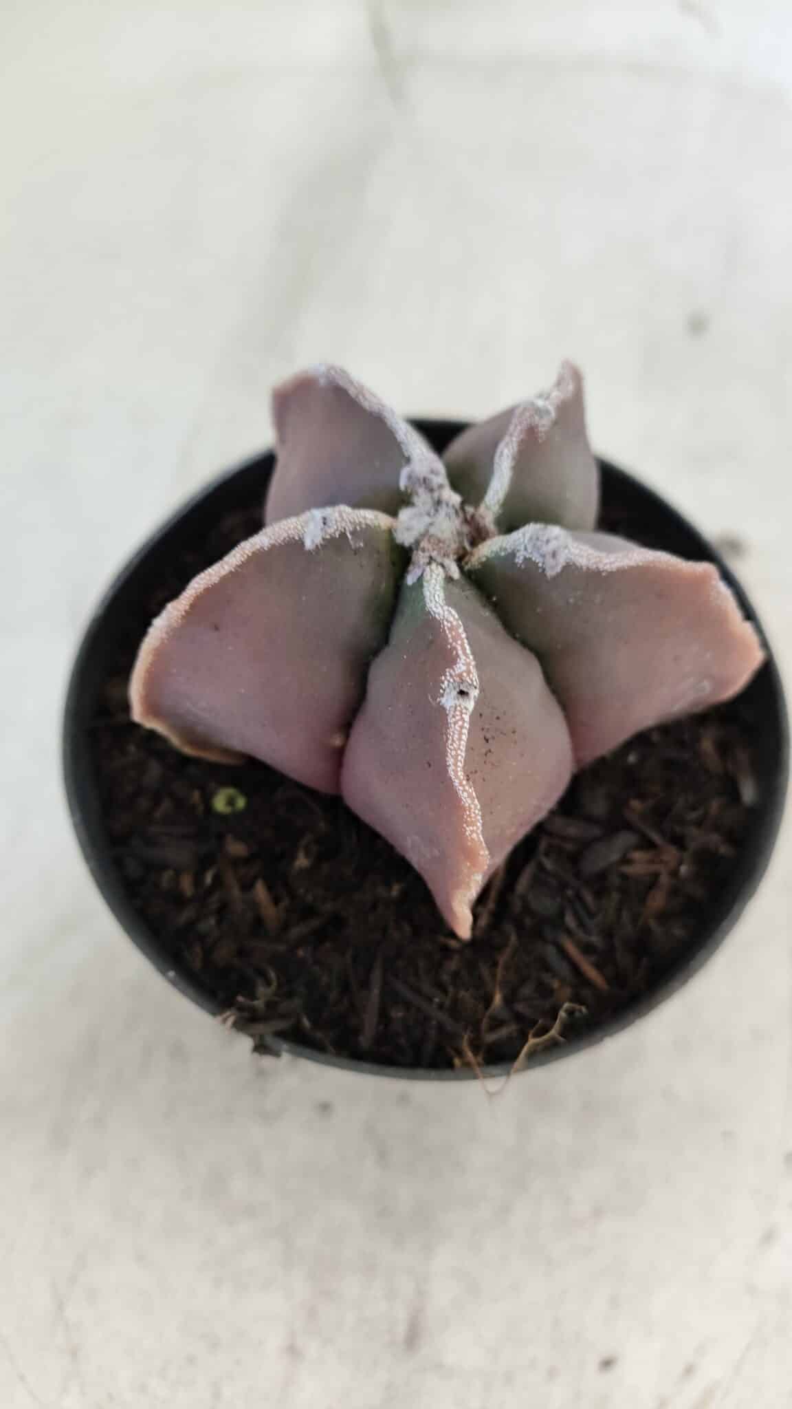 ASTROPHYTUM MYRIOSTIGMA Nº 998 – vaso 09
