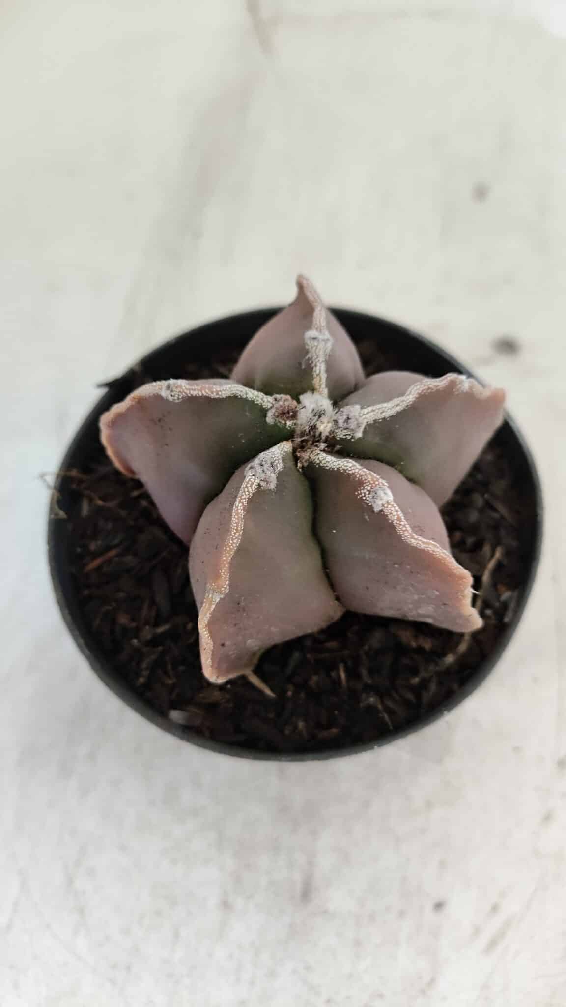 ASTROPHYTUM MYRIOSTIGMA Nº 998 – vaso 09