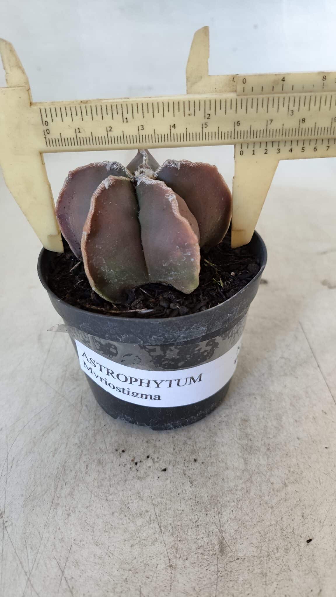 ASTROPHYTUM MYRIOSTIGMA Nº 998 – vaso 09