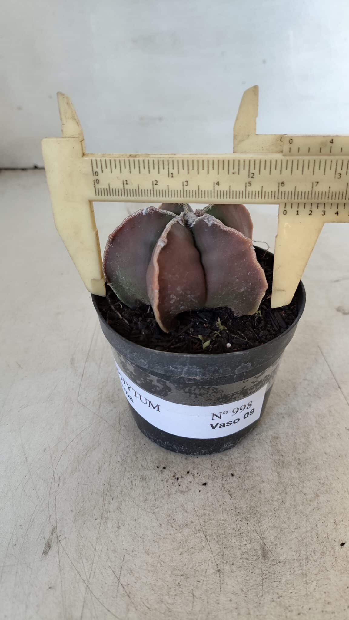 ASTROPHYTUM MYRIOSTIGMA Nº 998 – vaso 09
