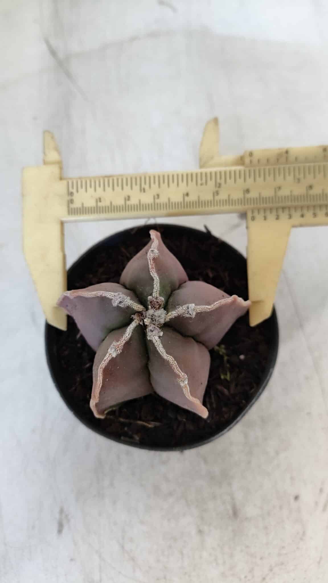 ASTROPHYTUM MYRIOSTIGMA Nº 998 – vaso 09