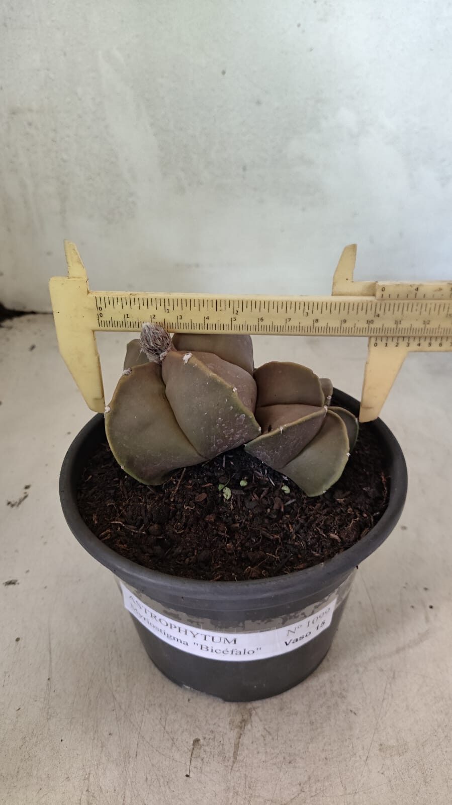 ASTROPHYTUM MYRIOSTIGMA "Bicéfalo" Nº 1099 – vaso 15 - foto 4