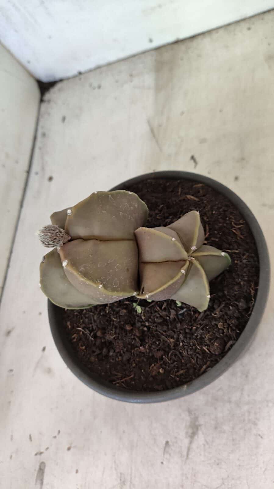 ASTROPHYTUM MYRIOSTIGMA "Bicéfalo" Nº 1099 – vaso 15 - foto 9