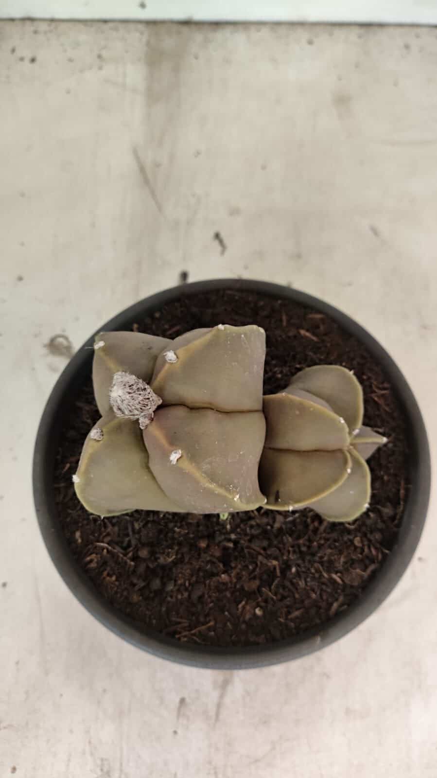 ASTROPHYTUM MYRIOSTIGMA "Bicéfalo" Nº 1099 – vaso 15 - foto 3