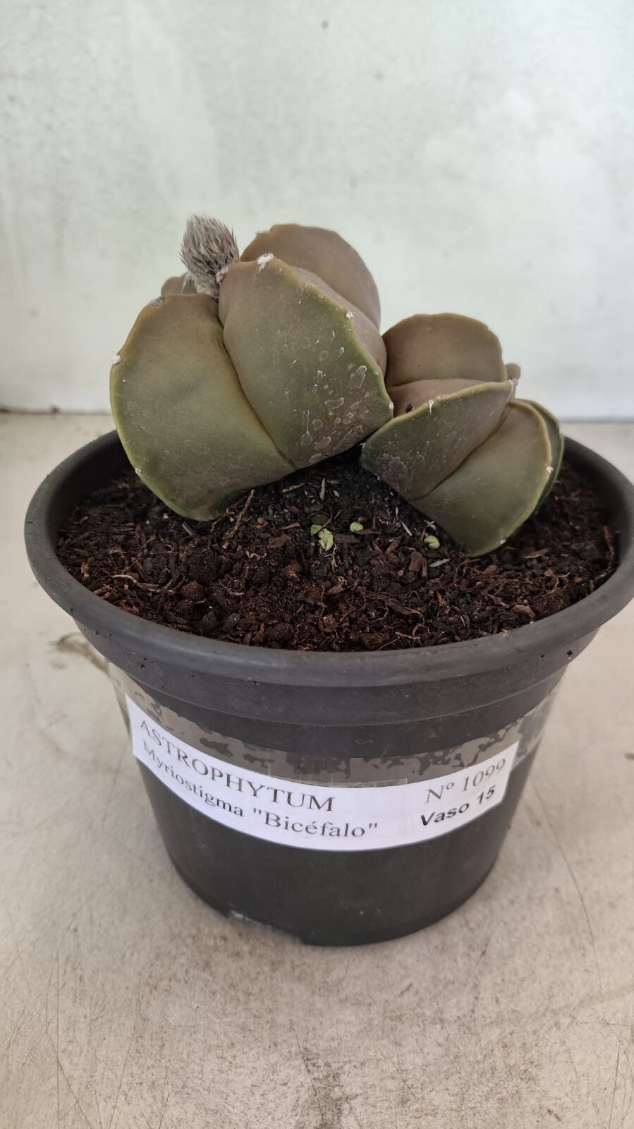ASTROPHYTUM MYRIOSTIGMA "Bicéfalo" Nº 1099 – vaso 15 - foto 2