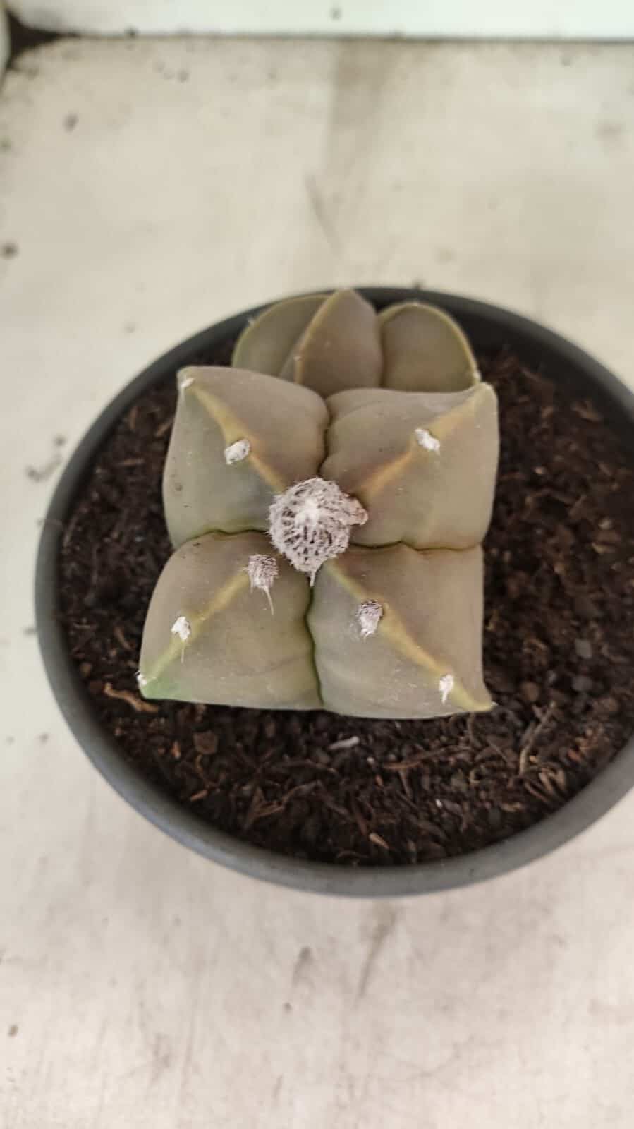 ASTROPHYTUM MYRIOSTIGMA "Bicéfalo" Nº 1099 – vaso 15 - foto 8