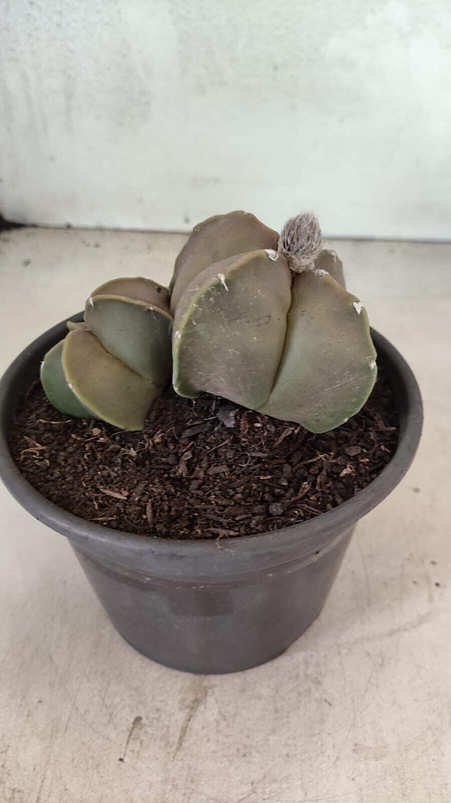 ASTROPHYTUM MYRIOSTIGMA "Bicéfalo" Nº 1099 – vaso 15 - foto 7