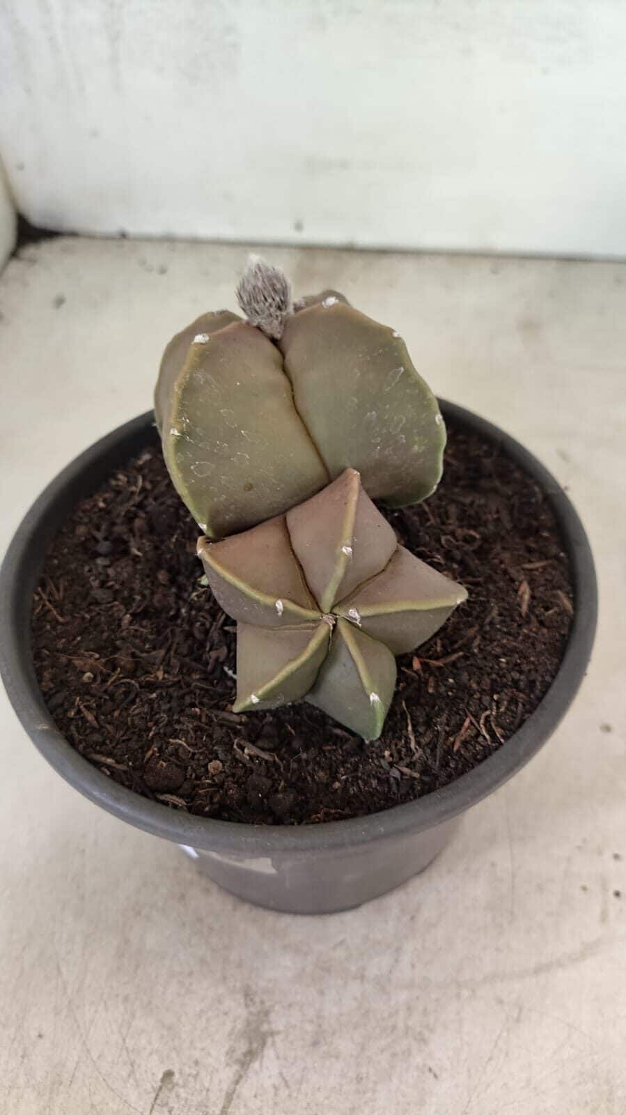 ASTROPHYTUM MYRIOSTIGMA "Bicéfalo" Nº 1099 – vaso 15 - foto 6