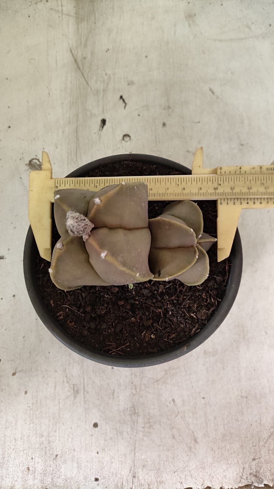 ASTROPHYTUM MYRIOSTIGMA "Bicéfalo" Nº 1099 – vaso 15 - foto 5