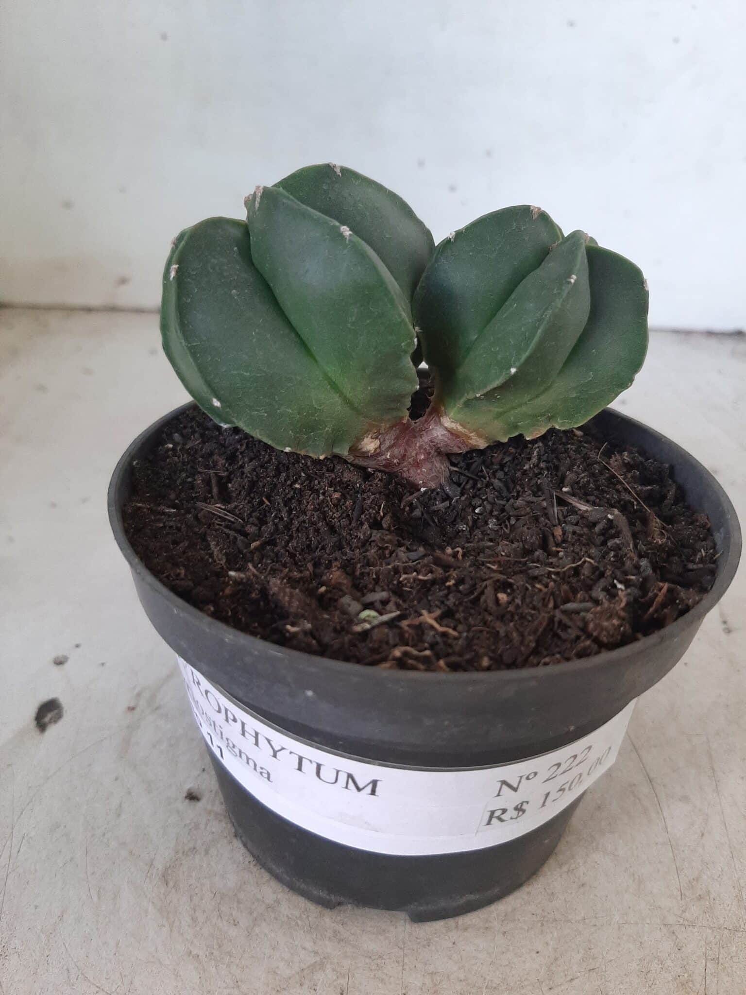 ASTROPHYTUM MYRIOSTIGMA BICÉFALO "Nudum" Nº 222 – vaso 11