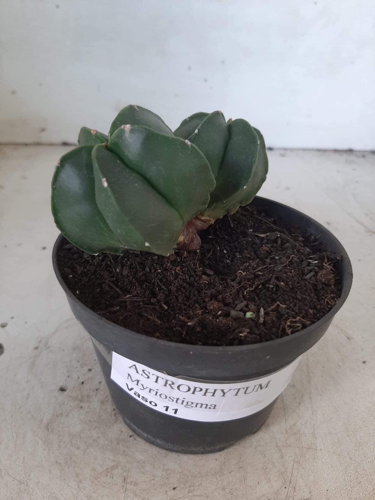 ASTROPHYTUM MYRIOSTIGMA BICÉFALO "Nudum" Nº 222 – vaso 11