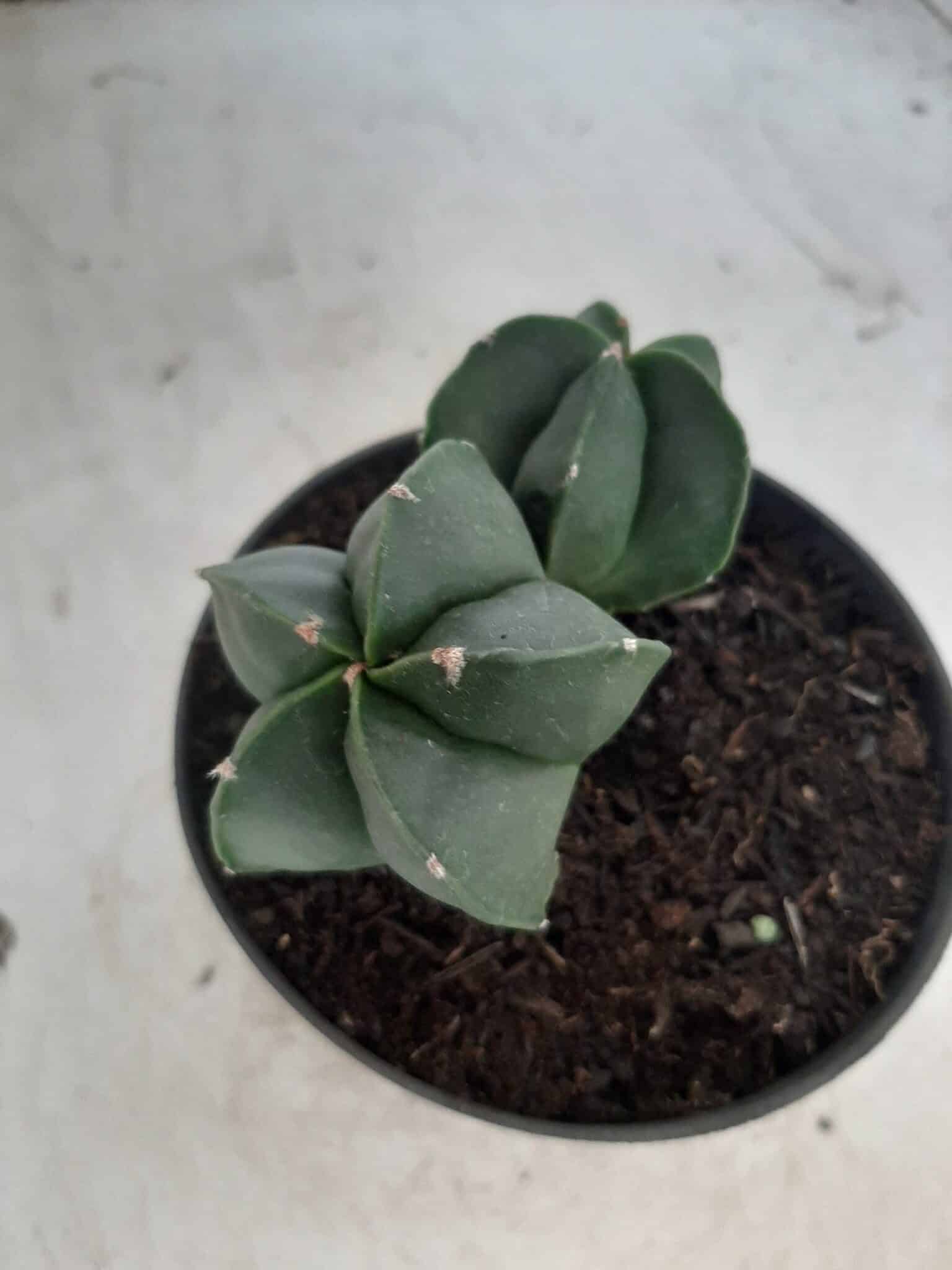 ASTROPHYTUM MYRIOSTIGMA BICÉFALO "Nudum" Nº 222 – vaso 11