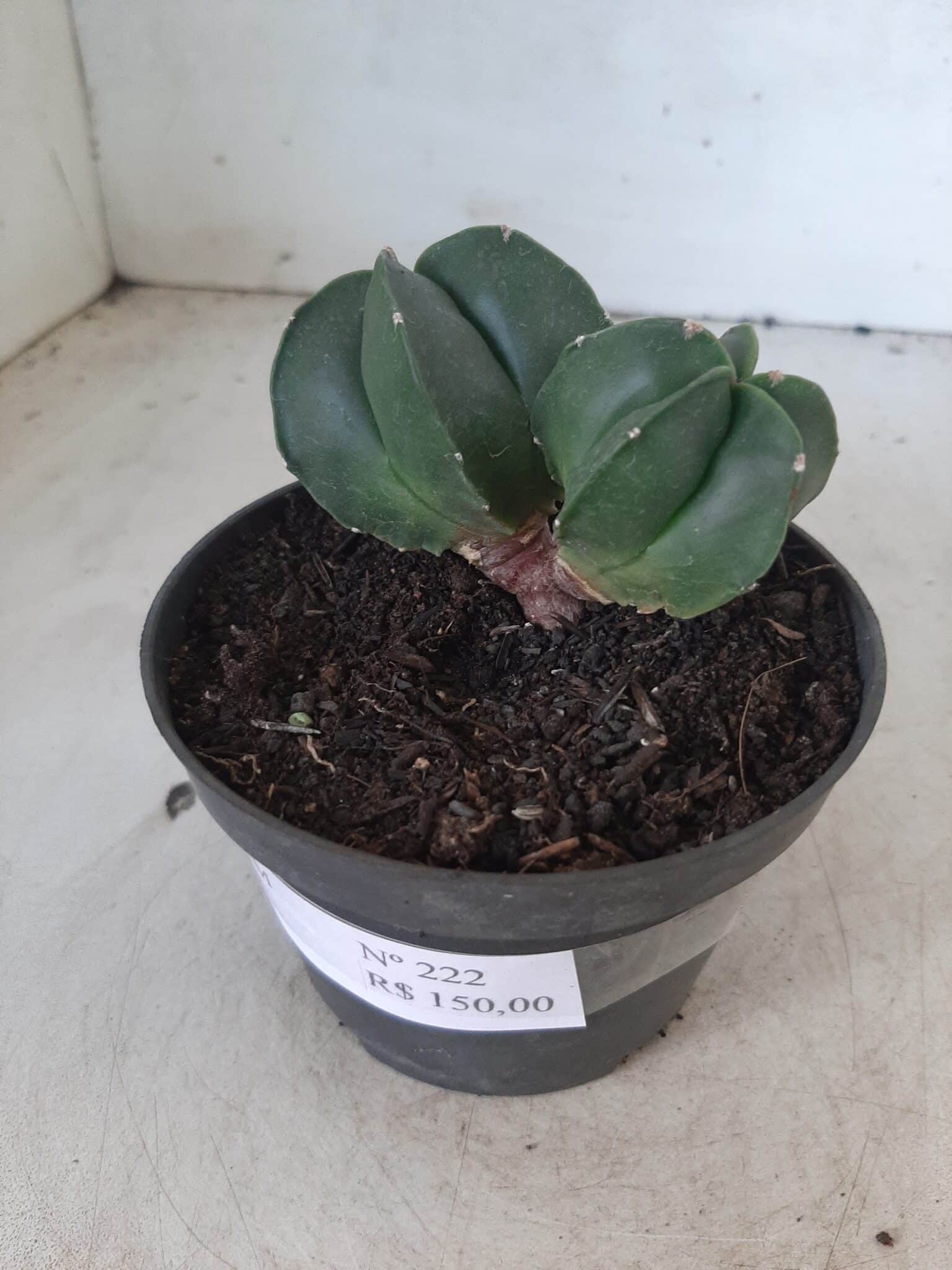 ASTROPHYTUM MYRIOSTIGMA BICÉFALO "Nudum" Nº 222 – vaso 11
