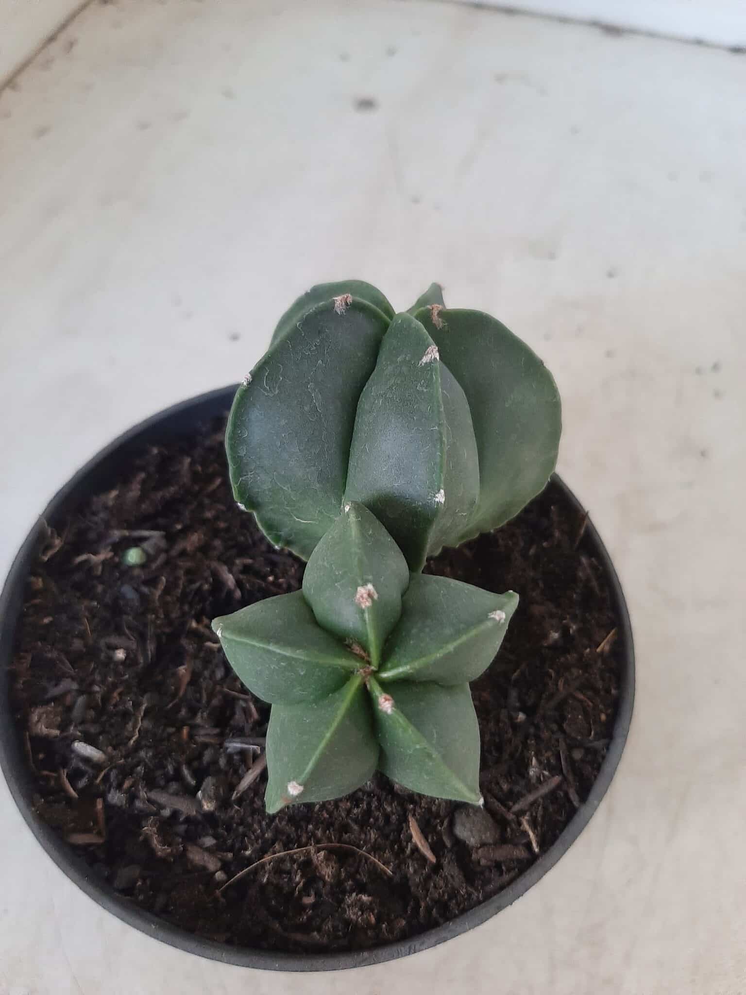 ASTROPHYTUM MYRIOSTIGMA BICÉFALO "Nudum" Nº 222 – vaso 11