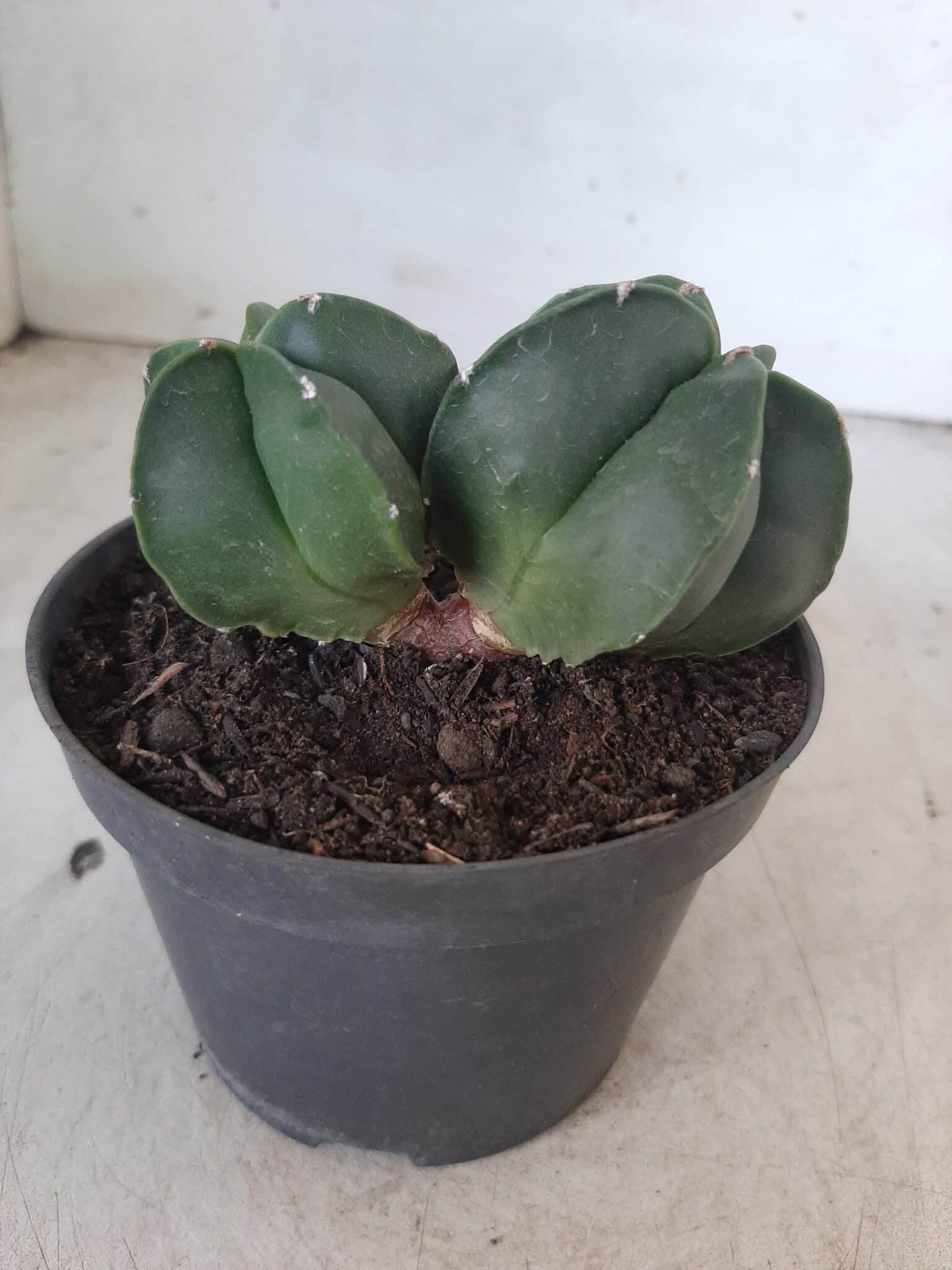 ASTROPHYTUM MYRIOSTIGMA BICÉFALO "Nudum" Nº 222 – vaso 11