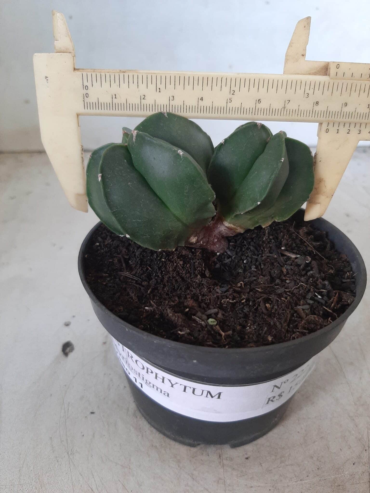 ASTROPHYTUM MYRIOSTIGMA BICÉFALO "Nudum" Nº 222 – vaso 11