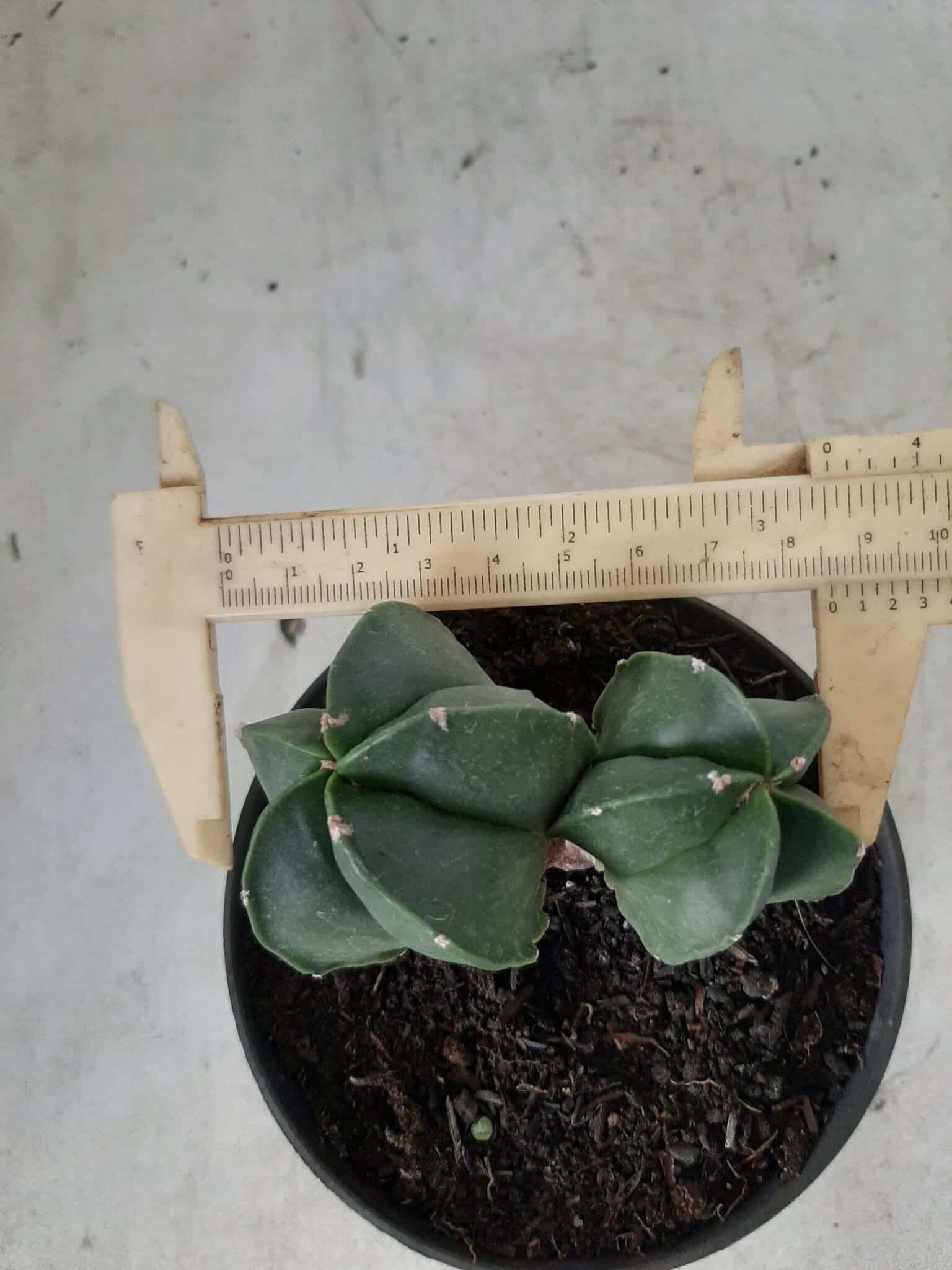 ASTROPHYTUM MYRIOSTIGMA BICÉFALO "Nudum" Nº 222 – vaso 11