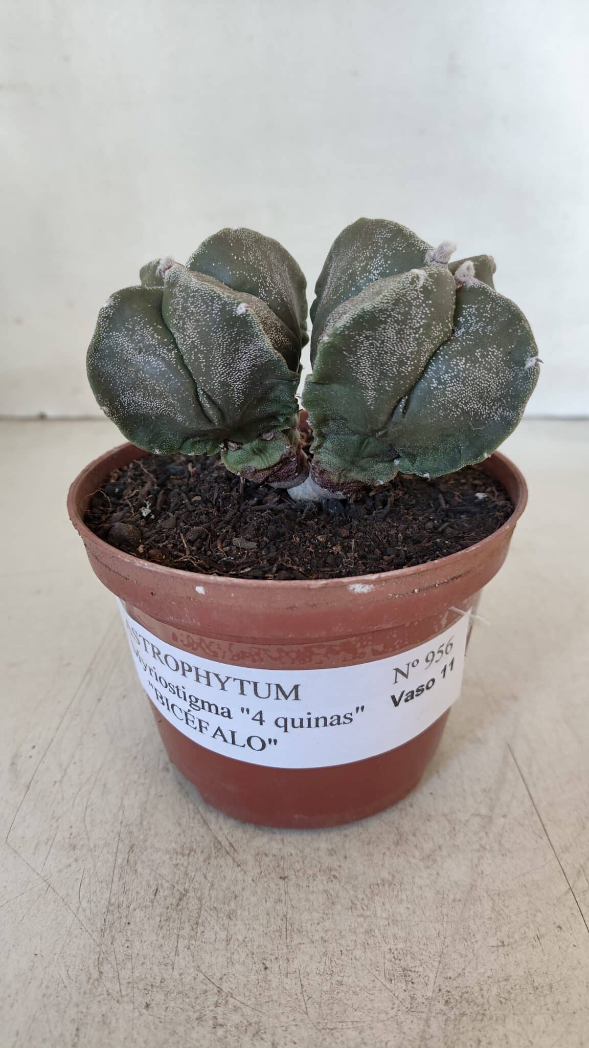 ASTROPHYTUM MYRIOSTIGMA "BICÉFALO - 4 Quinas" Nº 956 – vaso 11