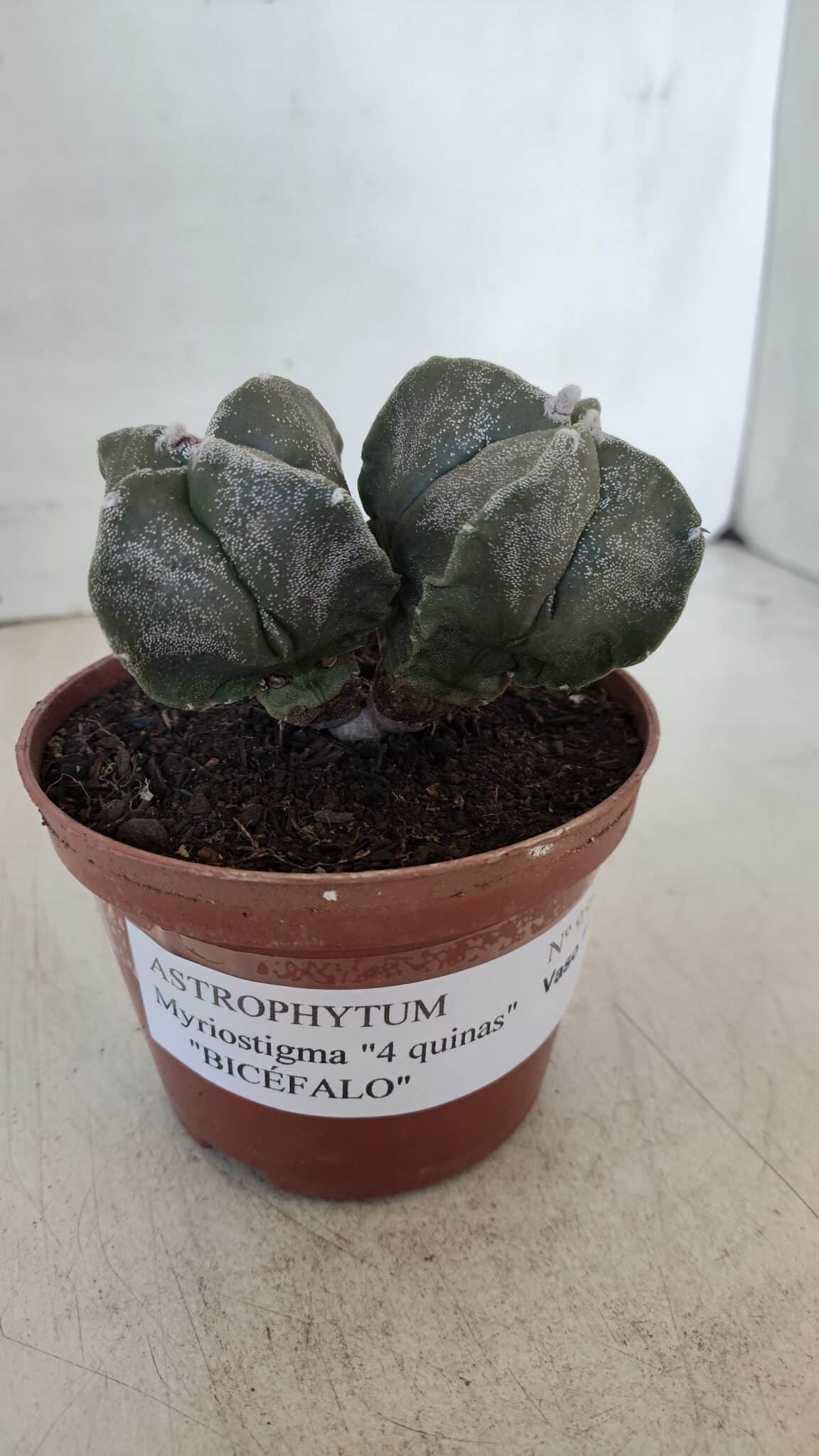 ASTROPHYTUM MYRIOSTIGMA "BICÉFALO - 4 Quinas" Nº 956 – vaso 11
