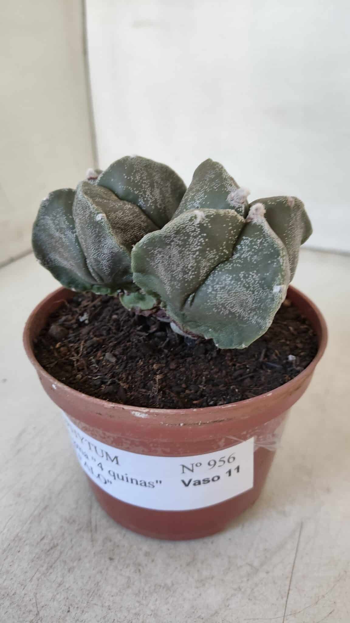 ASTROPHYTUM MYRIOSTIGMA "BICÉFALO - 4 Quinas" Nº 956 – vaso 11