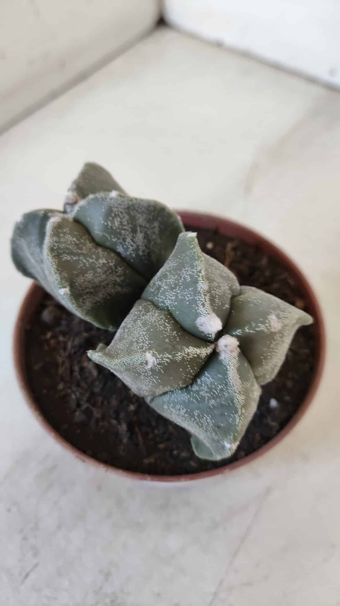 ASTROPHYTUM MYRIOSTIGMA "BICÉFALO - 4 Quinas" Nº 956 – vaso 11