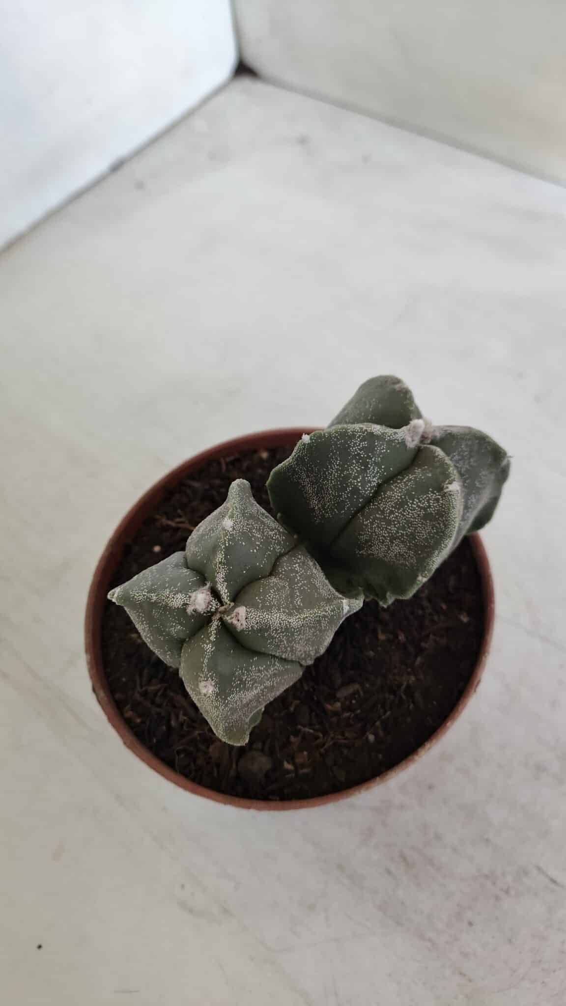 ASTROPHYTUM MYRIOSTIGMA "BICÉFALO - 4 Quinas" Nº 956 – vaso 11