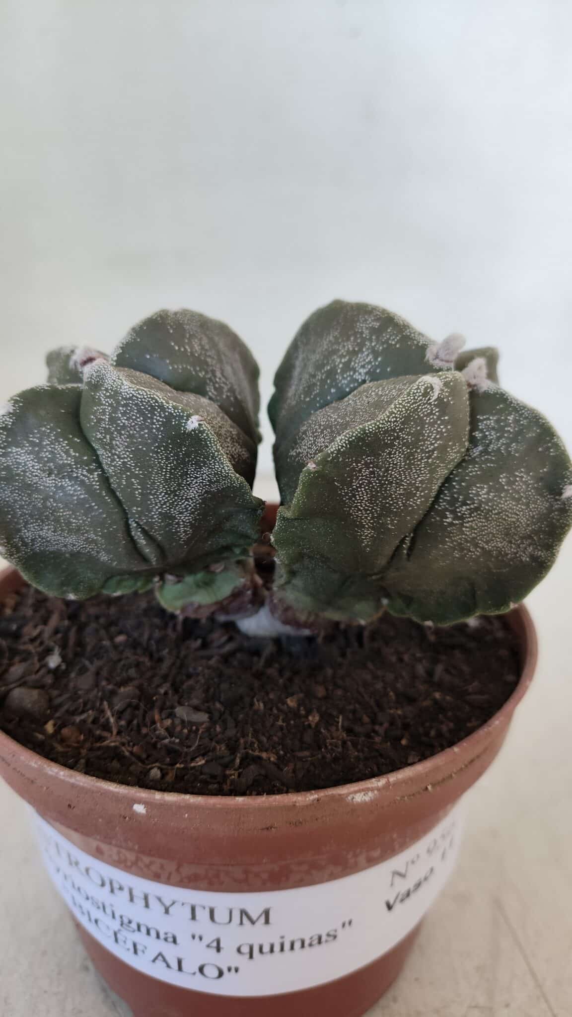 ASTROPHYTUM MYRIOSTIGMA "BICÉFALO - 4 Quinas" Nº 956 – vaso 11