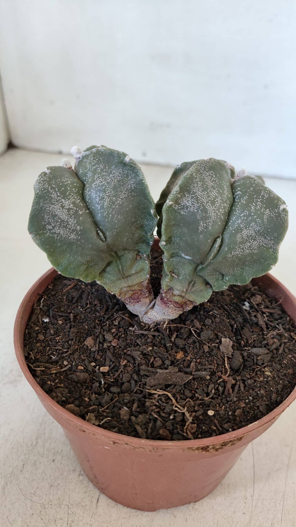ASTROPHYTUM MYRIOSTIGMA "BICÉFALO - 4 Quinas" Nº 956 – vaso 11