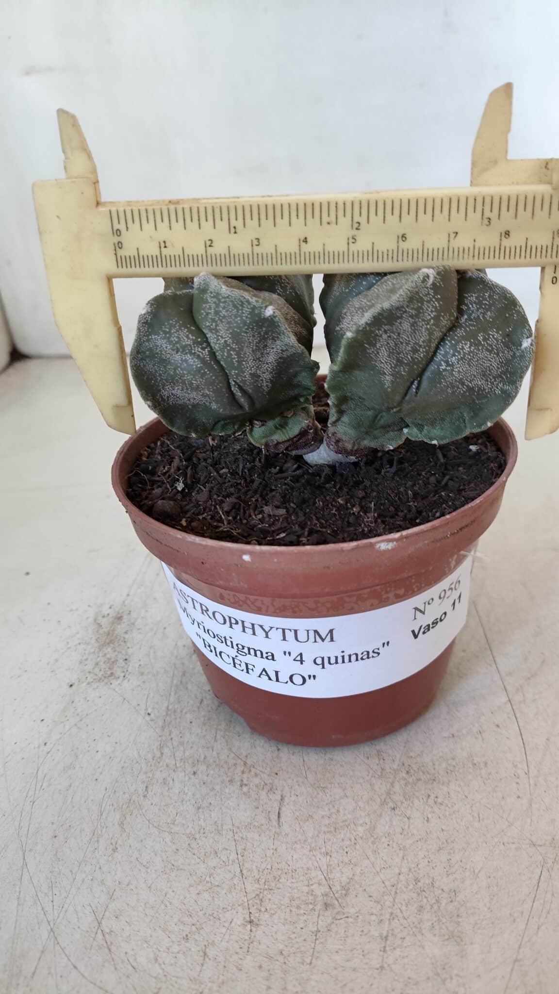 ASTROPHYTUM MYRIOSTIGMA "BICÉFALO - 4 Quinas" Nº 956 – vaso 11
