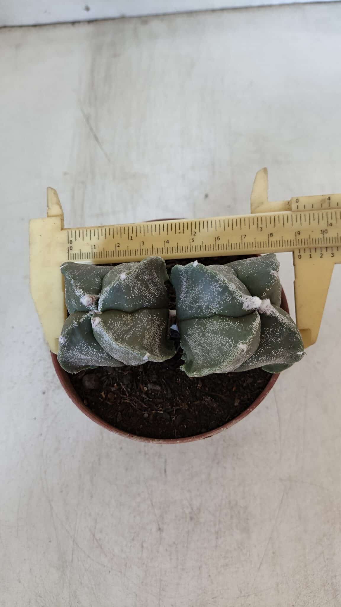 ASTROPHYTUM MYRIOSTIGMA "BICÉFALO - 4 Quinas" Nº 956 – vaso 11