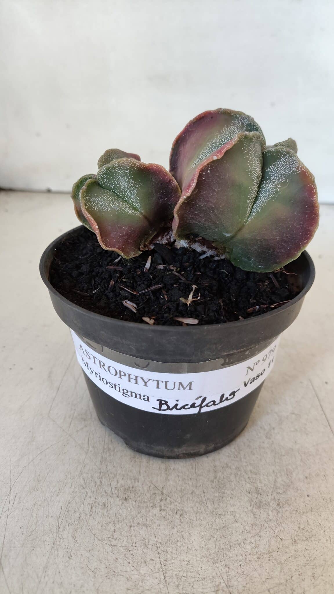 ASTROPHYTUM MYRIOSTIGMA "Bicéfalo" Nº 979 – vaso 11