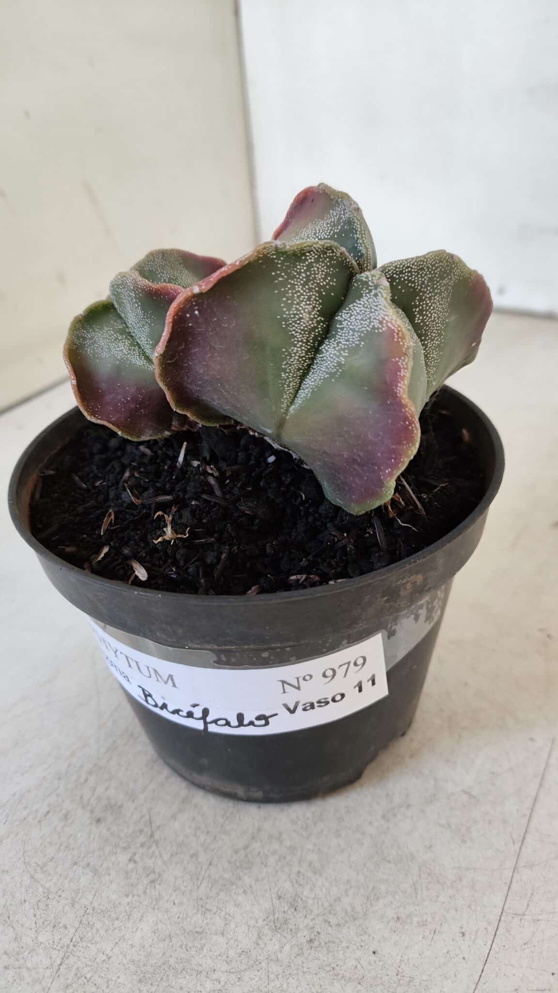 ASTROPHYTUM MYRIOSTIGMA "Bicéfalo" Nº 979 – vaso 11