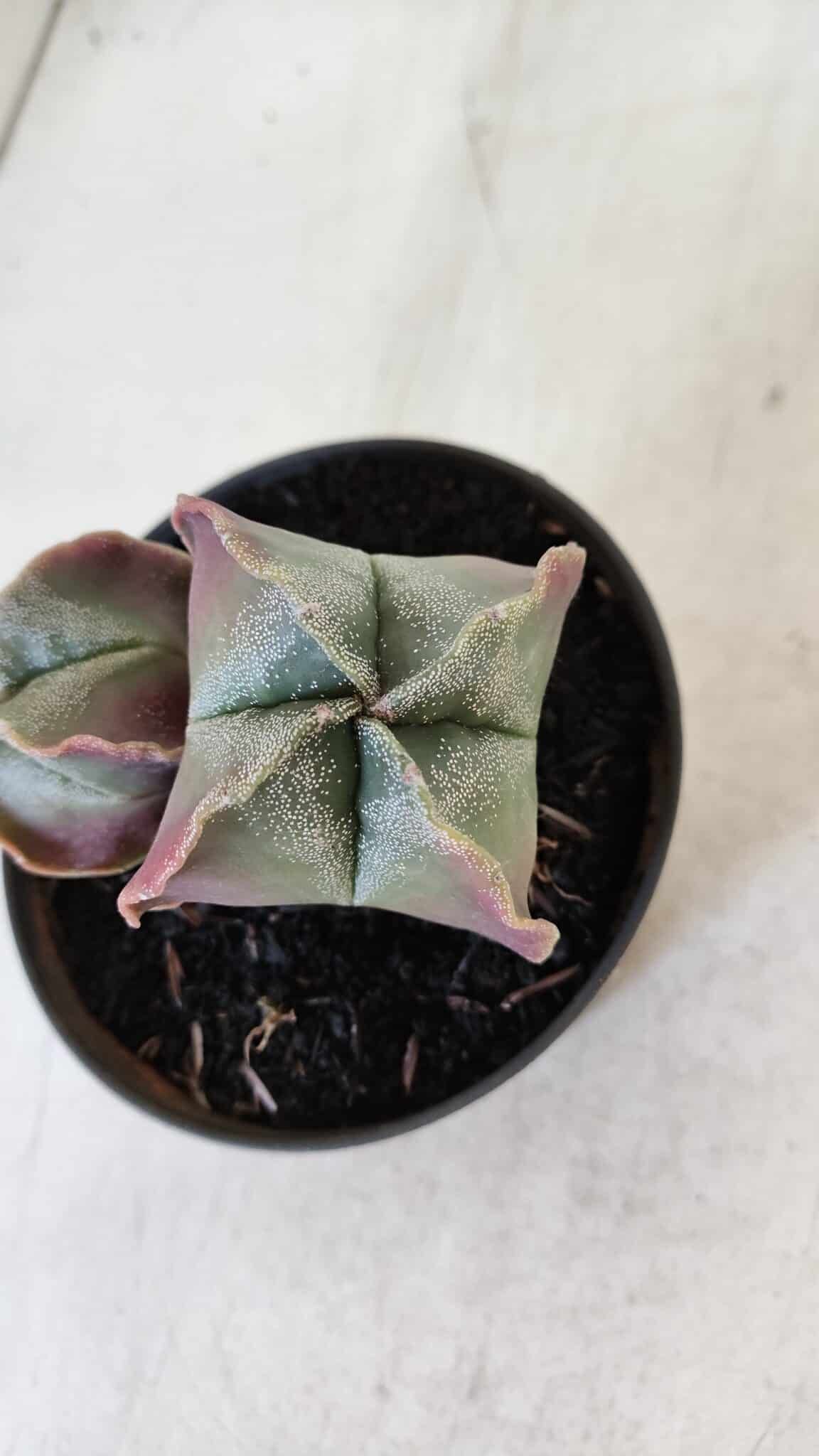 ASTROPHYTUM MYRIOSTIGMA "Bicéfalo" Nº 979 – vaso 11