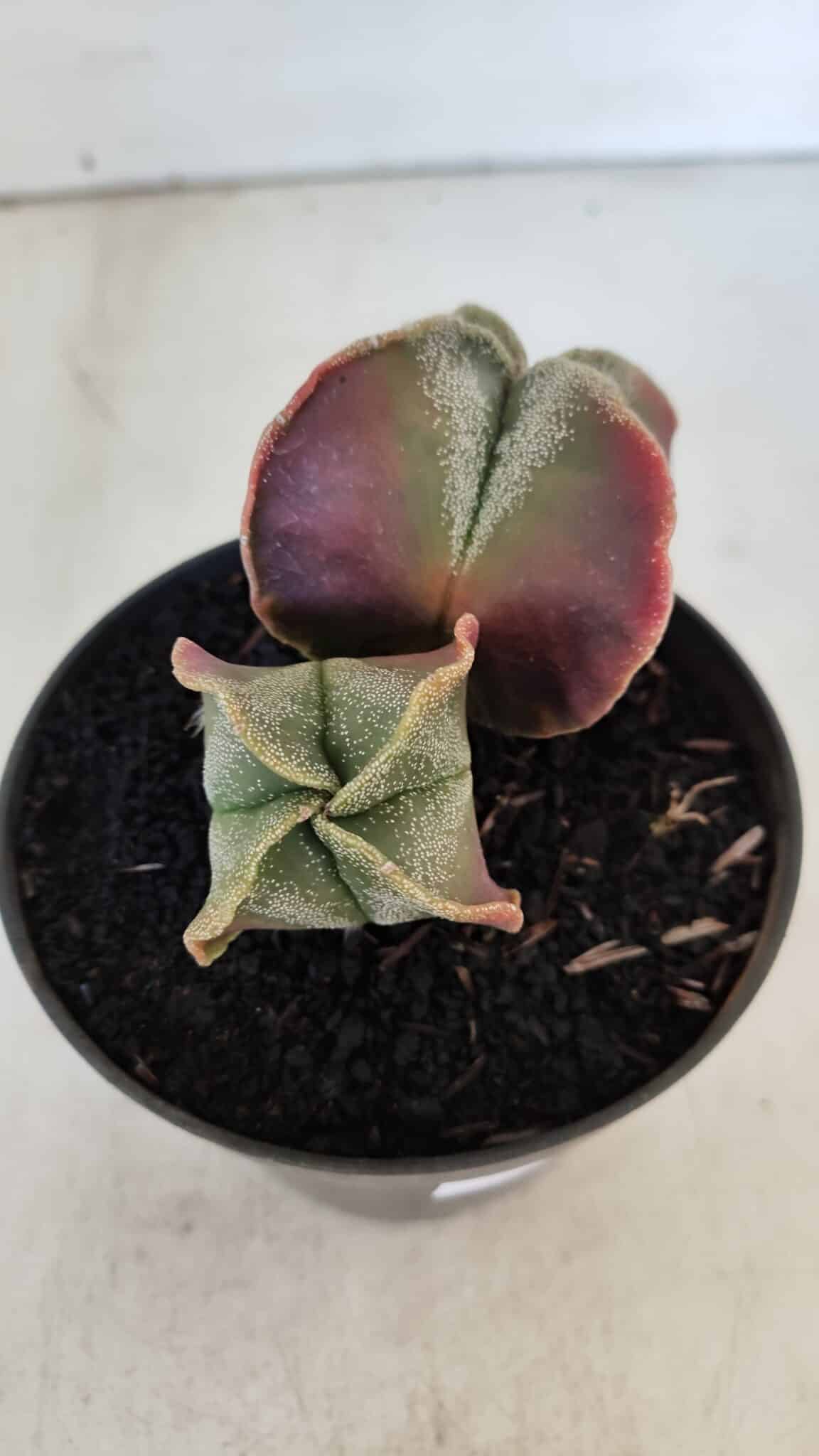 ASTROPHYTUM MYRIOSTIGMA "Bicéfalo" Nº 979 – vaso 11