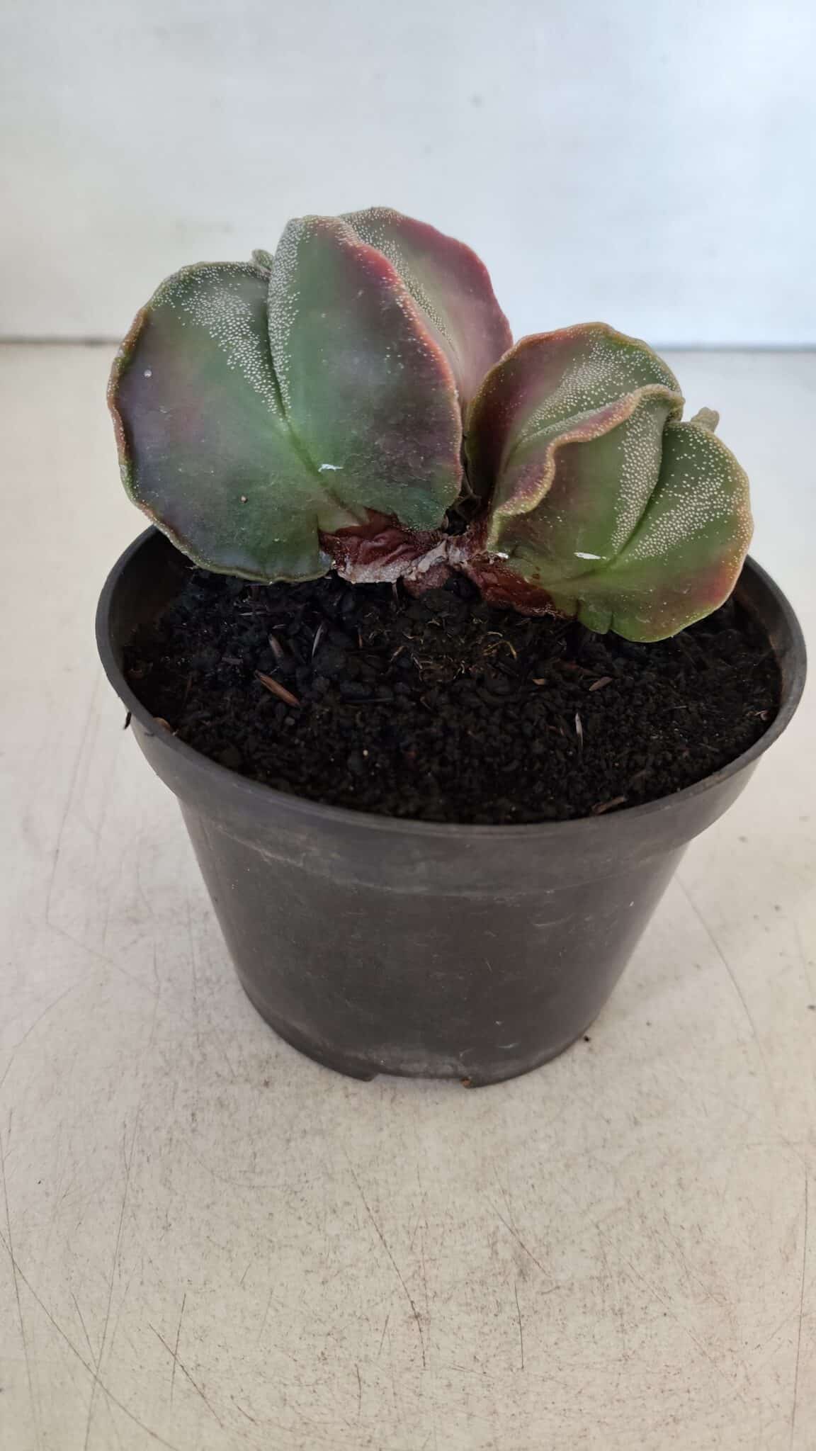 ASTROPHYTUM MYRIOSTIGMA "Bicéfalo" Nº 979 – vaso 11
