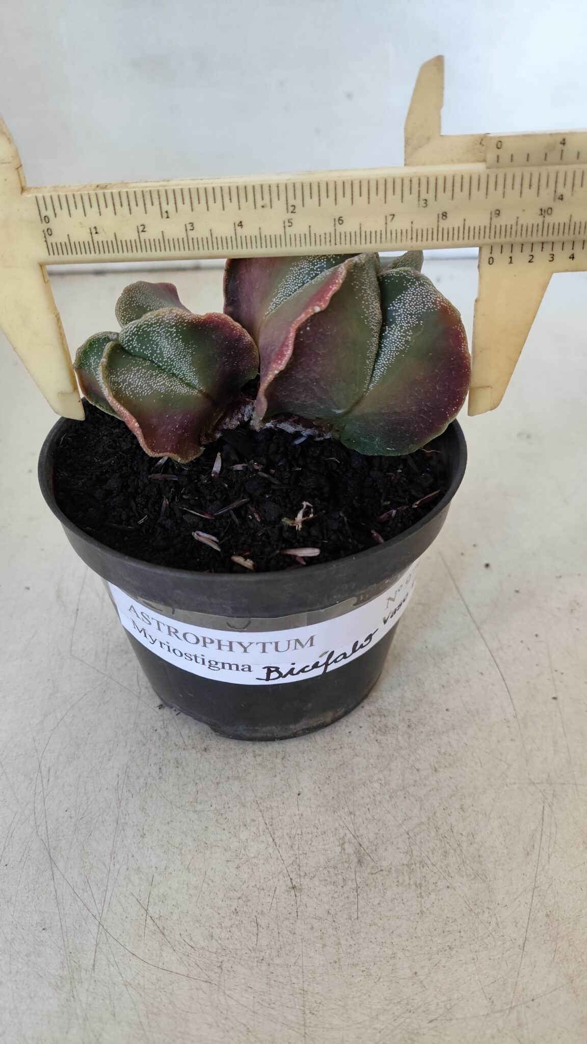 ASTROPHYTUM MYRIOSTIGMA "Bicéfalo" Nº 979 – vaso 11