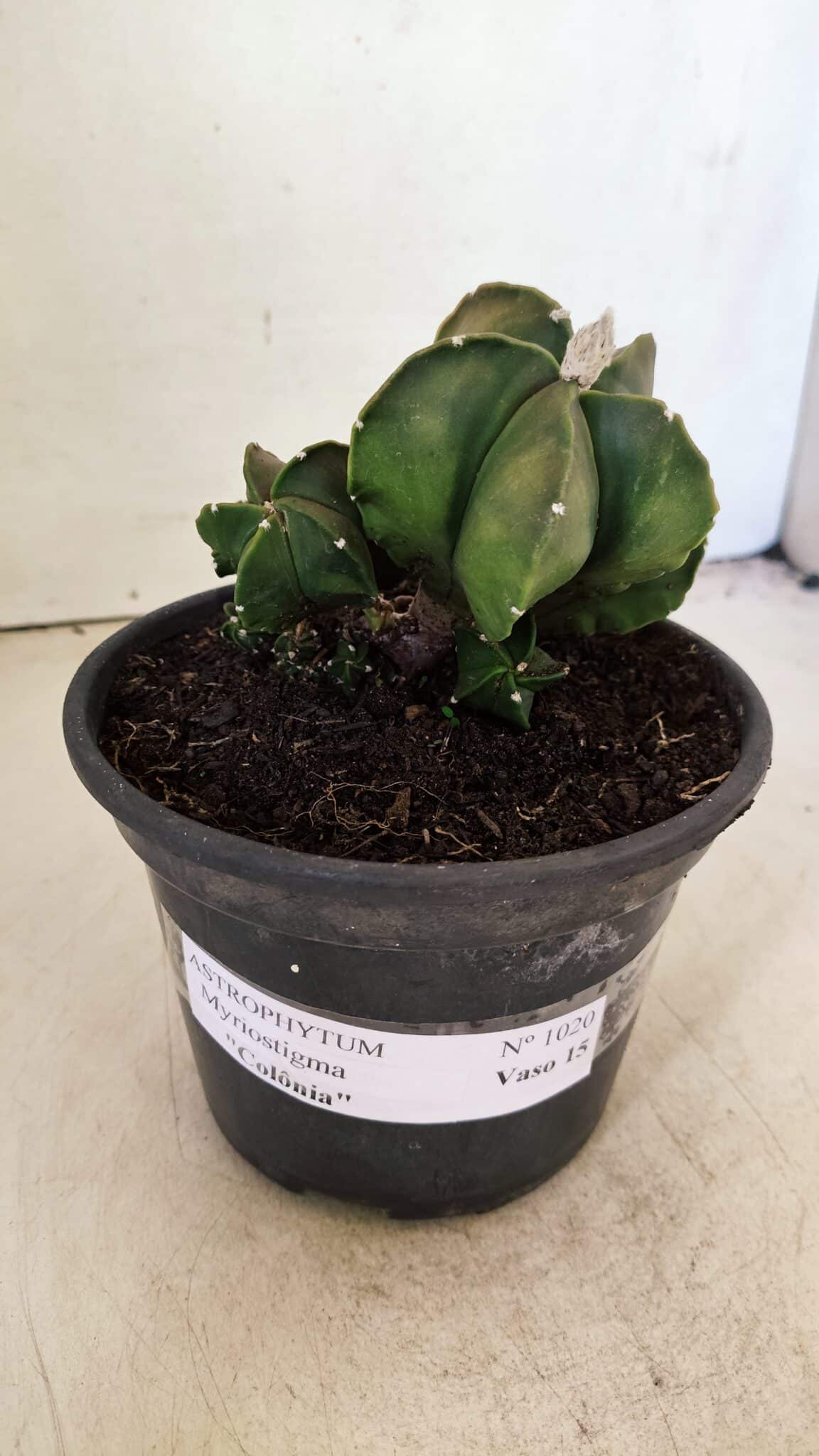 ASTROPHYTUM MYRIOSTIGMA "COLÔNIA"  Nº 1020 – vaso 15 - foto 2
