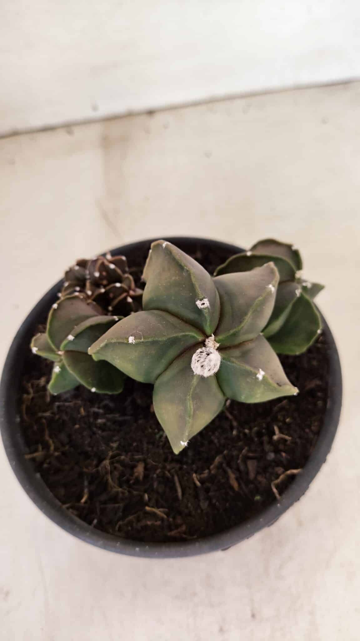 ASTROPHYTUM MYRIOSTIGMA "COLÔNIA"  Nº 1020 – vaso 15 - foto 8