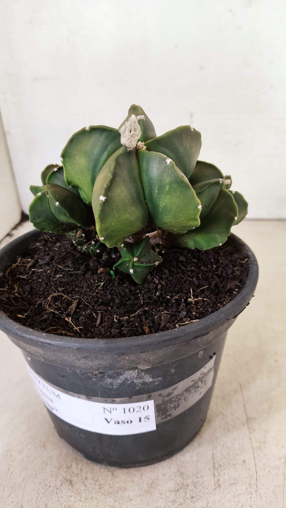 ASTROPHYTUM MYRIOSTIGMA "COLÔNIA"  Nº 1020 – vaso 15 - foto 7