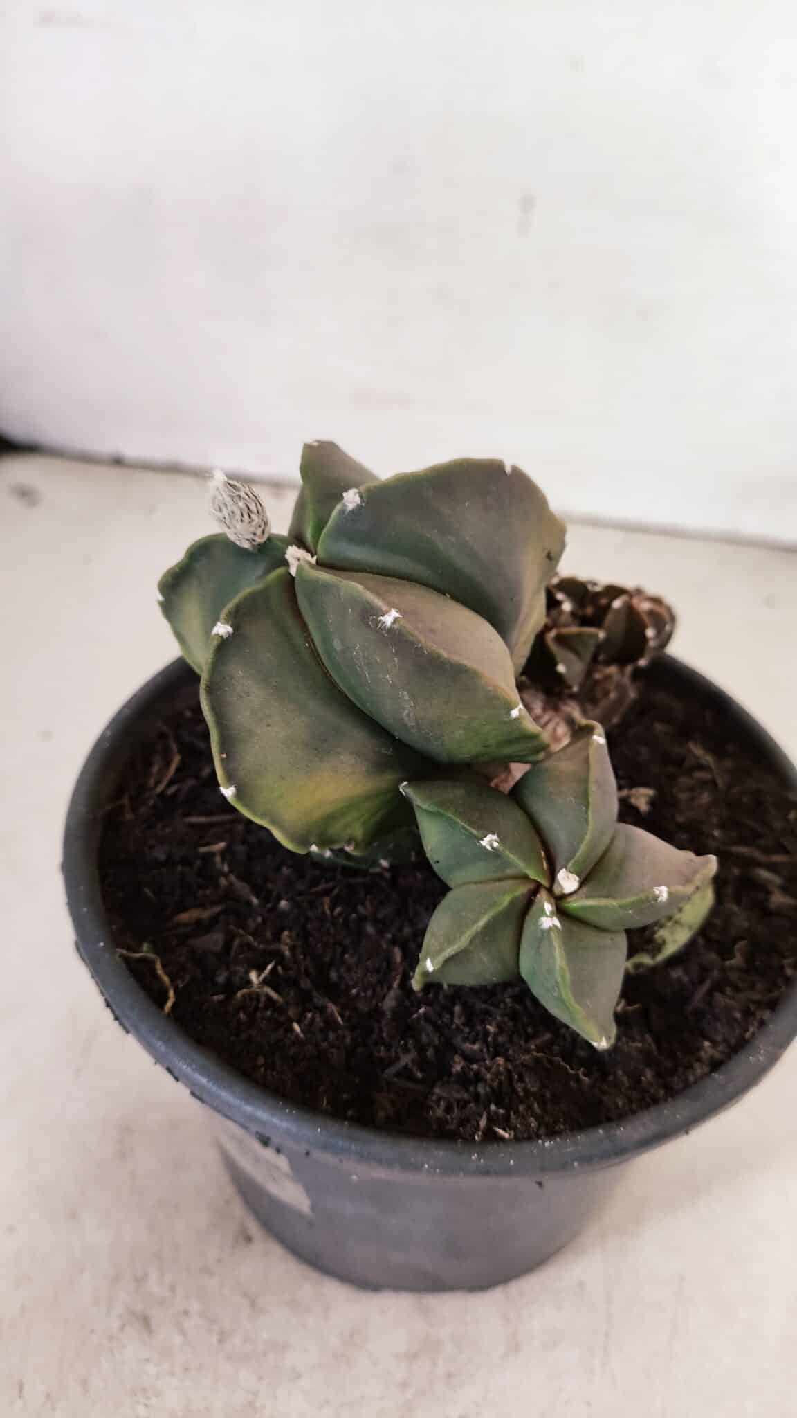 ASTROPHYTUM MYRIOSTIGMA "COLÔNIA"  Nº 1020 – vaso 15 - foto 5